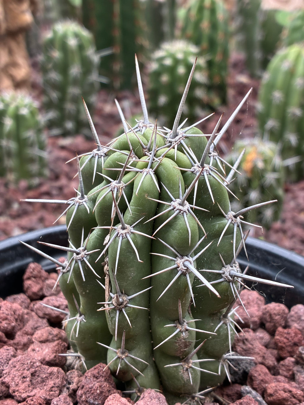 Stenocereus Stellatus (Pink)