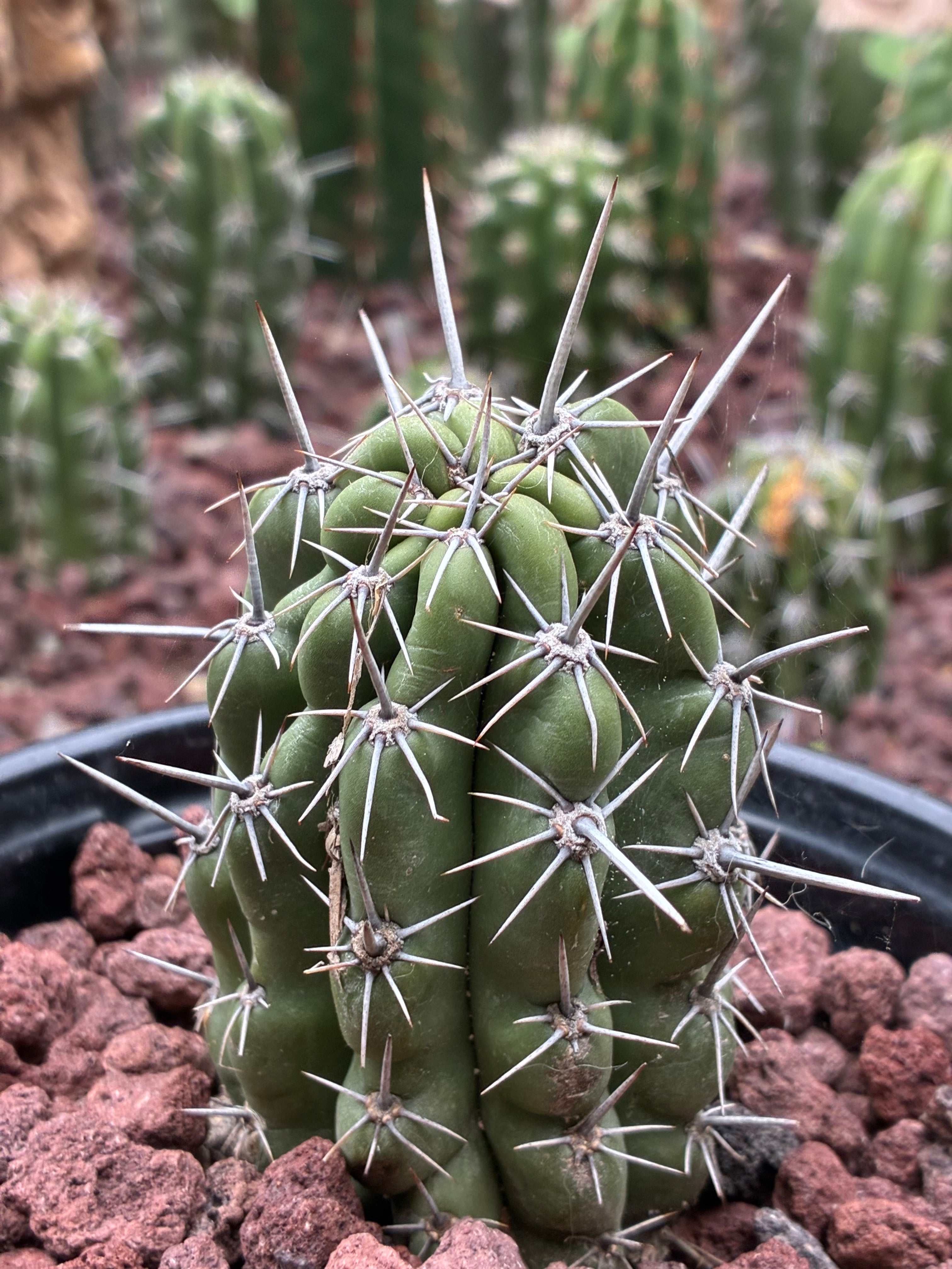 Stenocereus Stellatus (Pink)