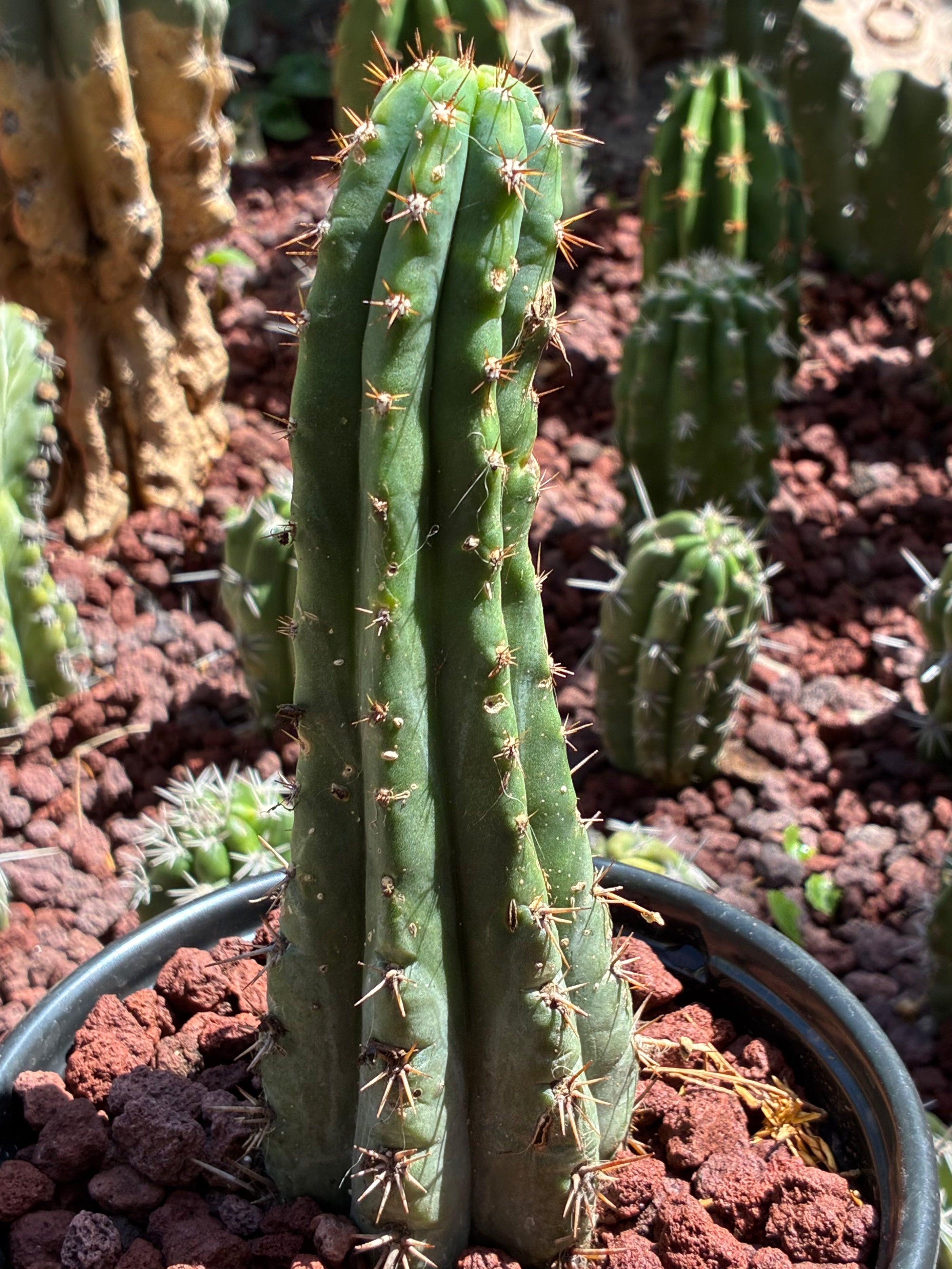 Trichocereus Peruvianus