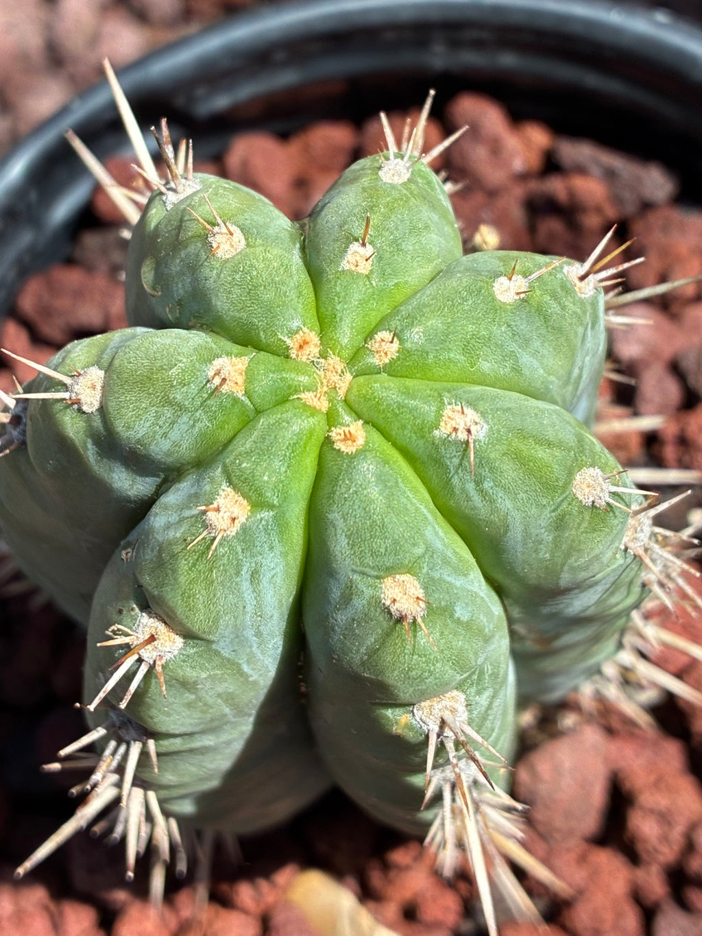 Trichocereus Peruvianus