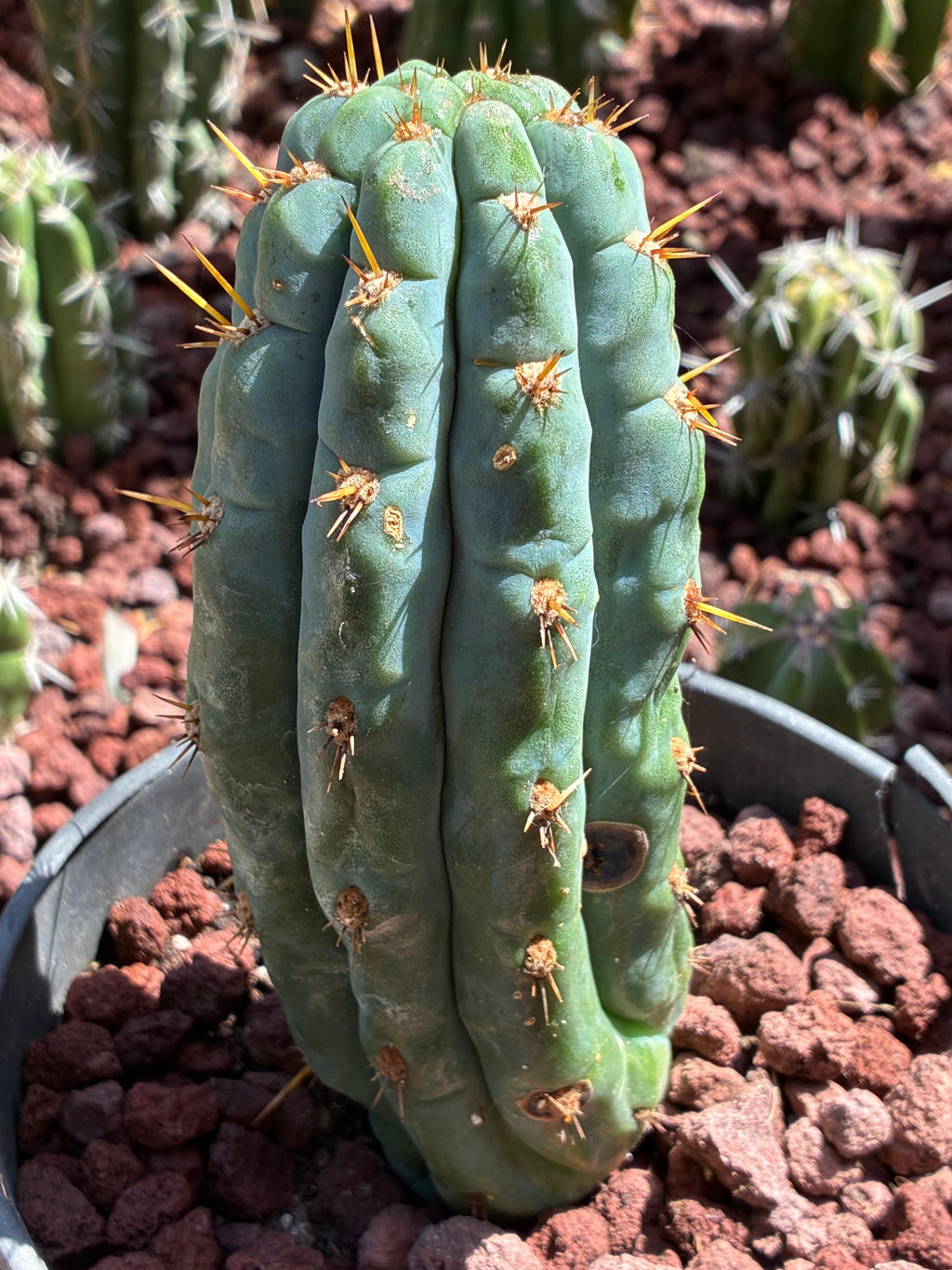 Trichocereus Peruvianus