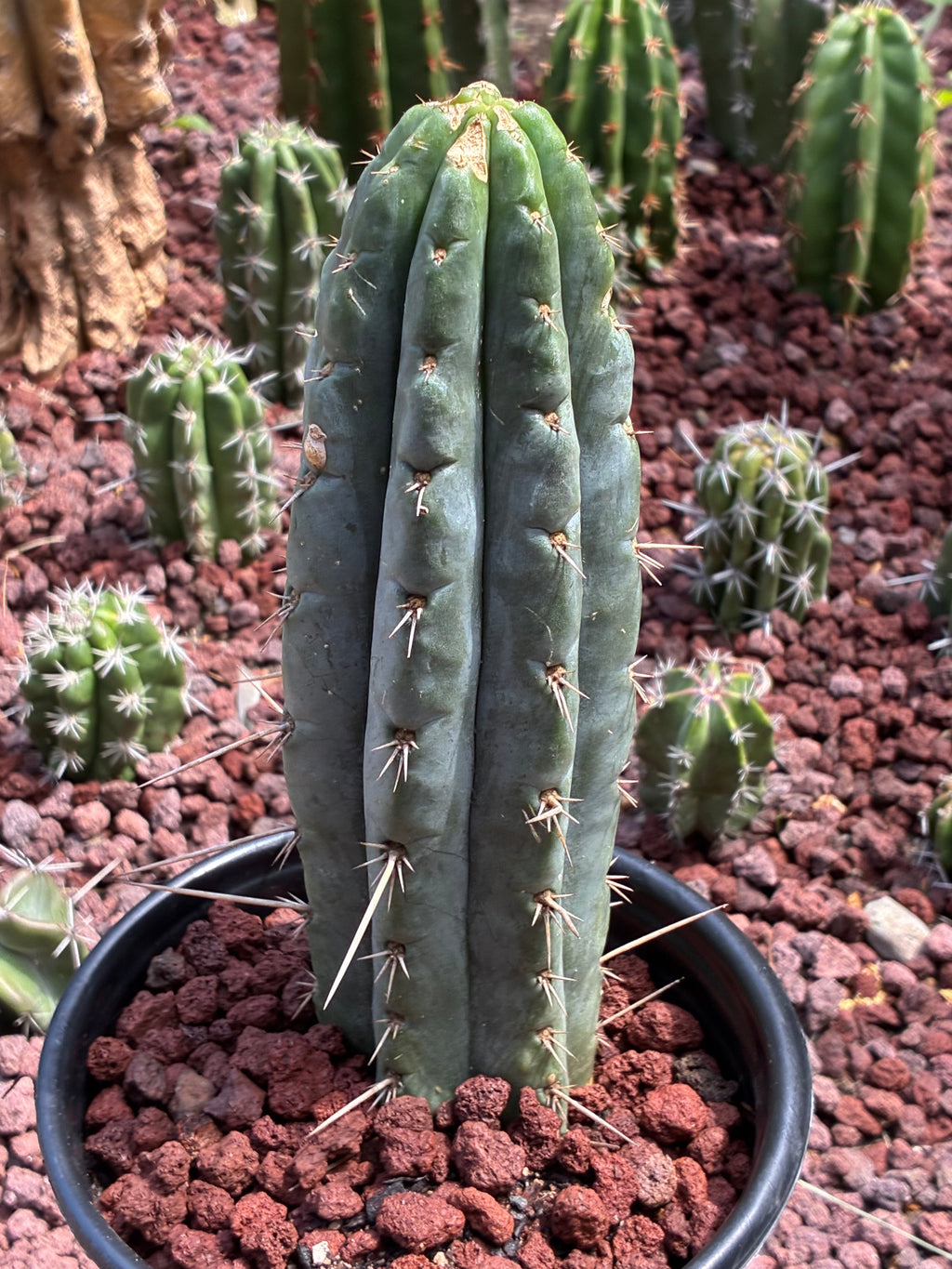 Trichocereus Peruvianus
