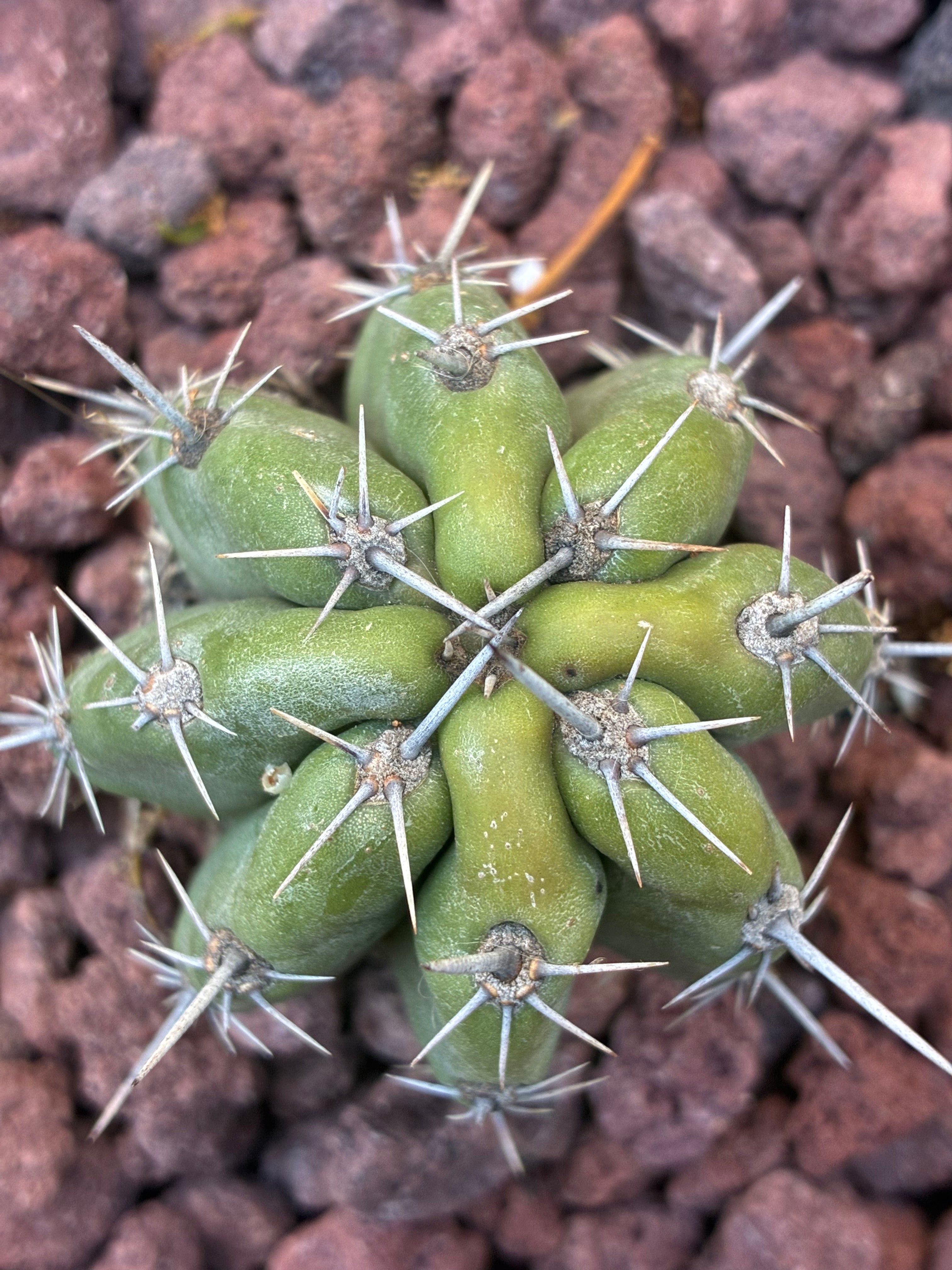 Stenocereus Stellatus (Pink)