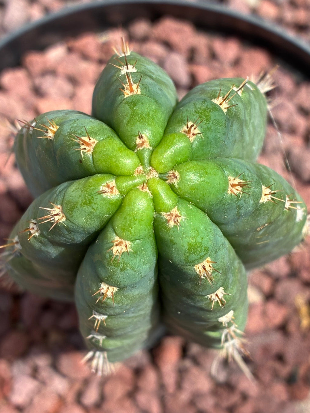 Trichocereus Peruvianus