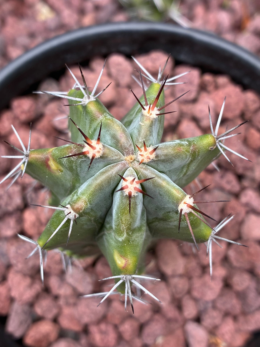 Stenocereus Griseus
