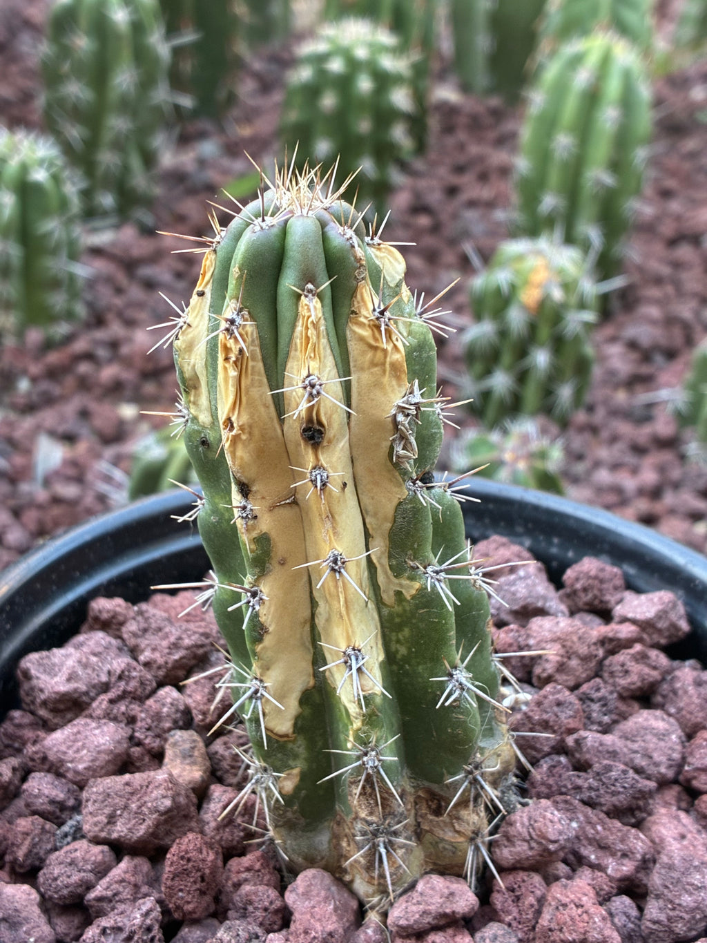 Stenocereus Stellatus