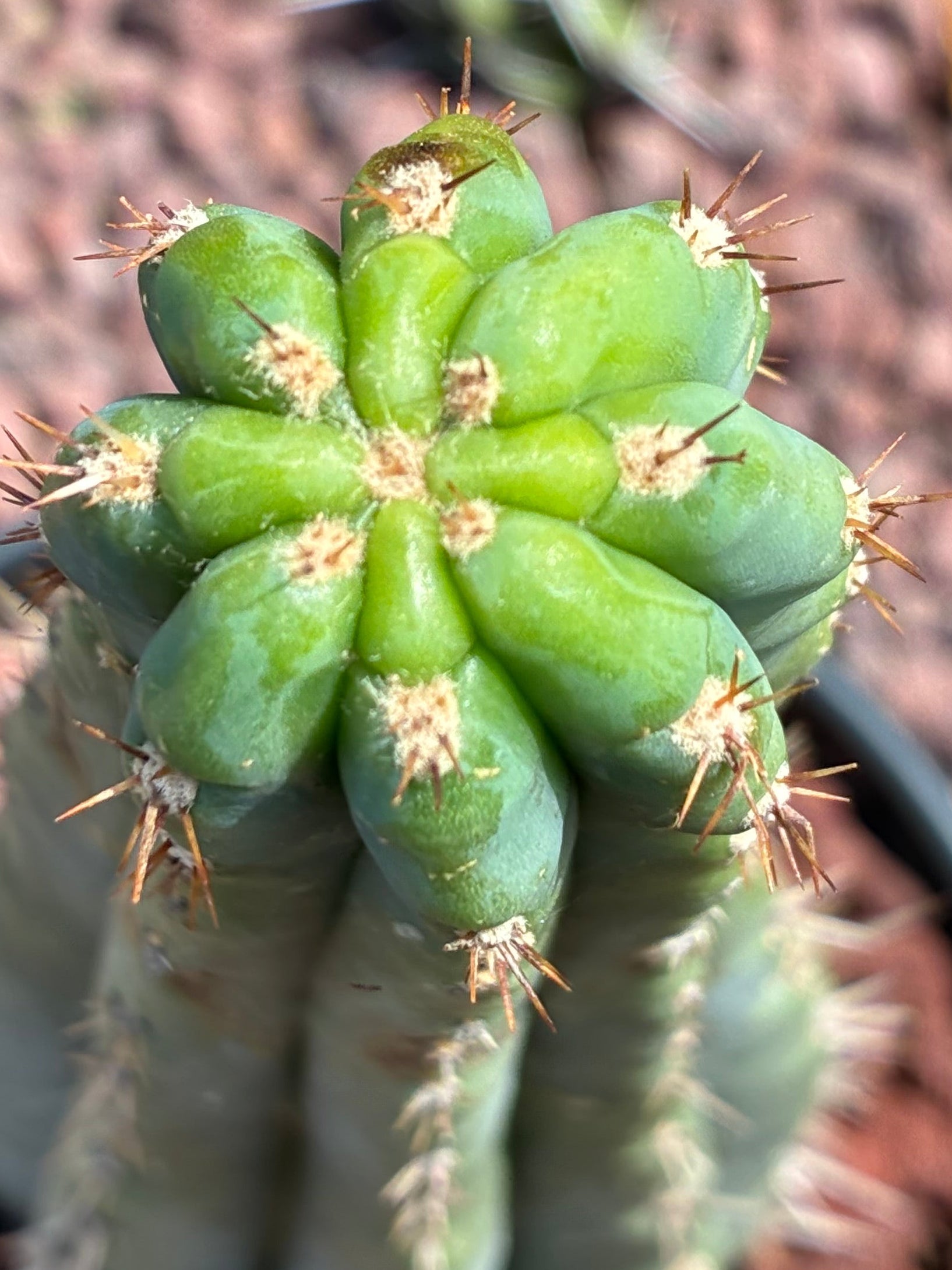 Trichocereus Peruvianus