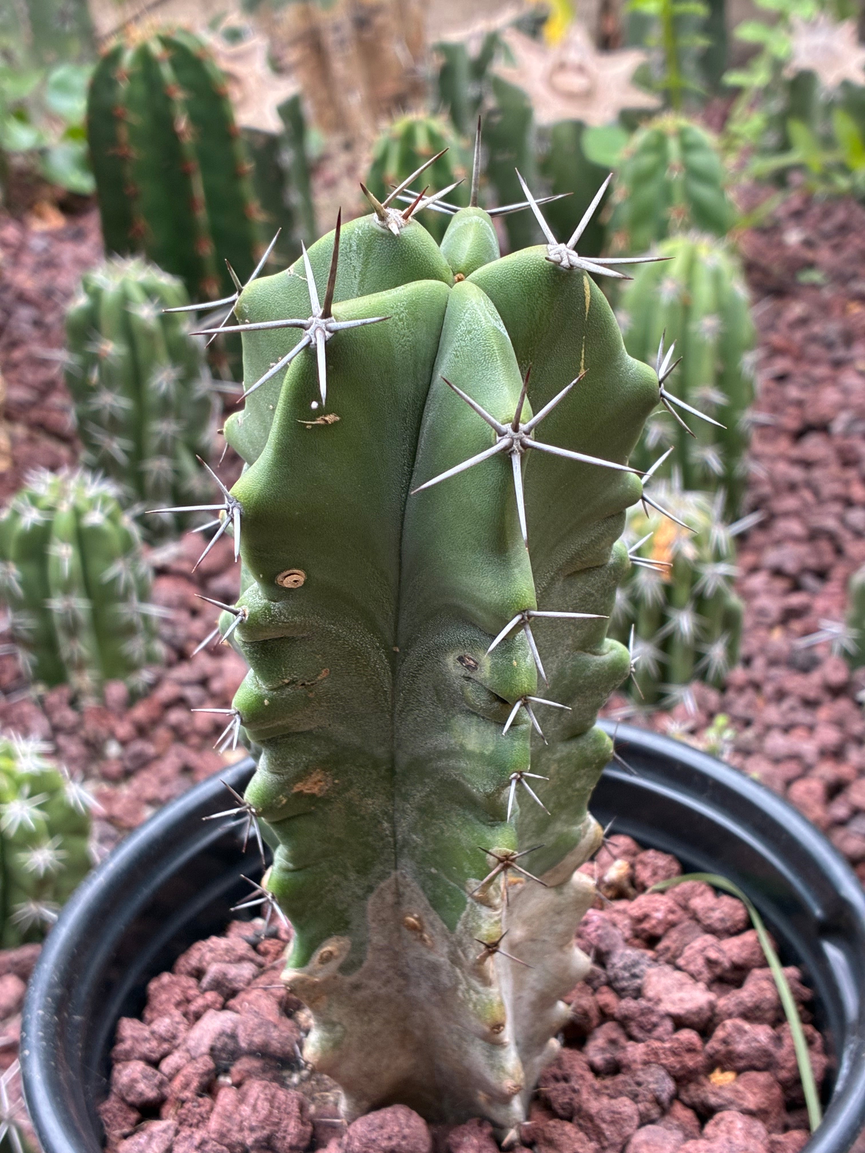 Stenocereus Ghost Pruinosus