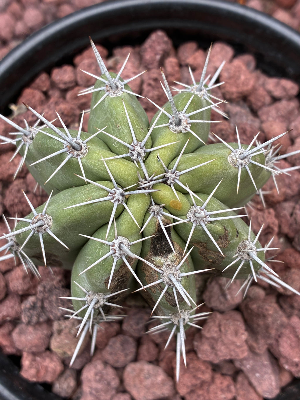 Stenocereus Stellatus ￼(Pink)