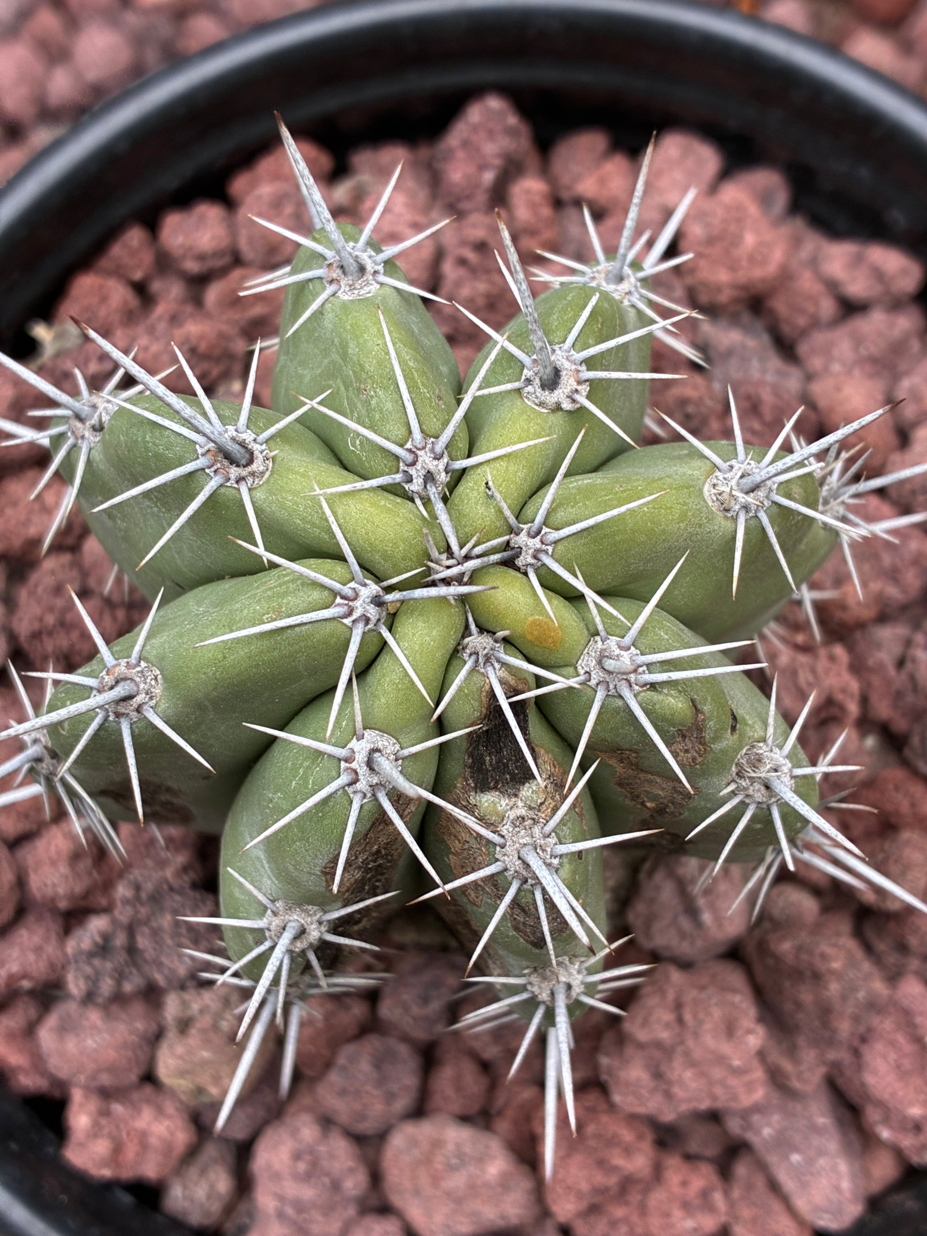 Stenocereus Stellatus ￼(Pink)