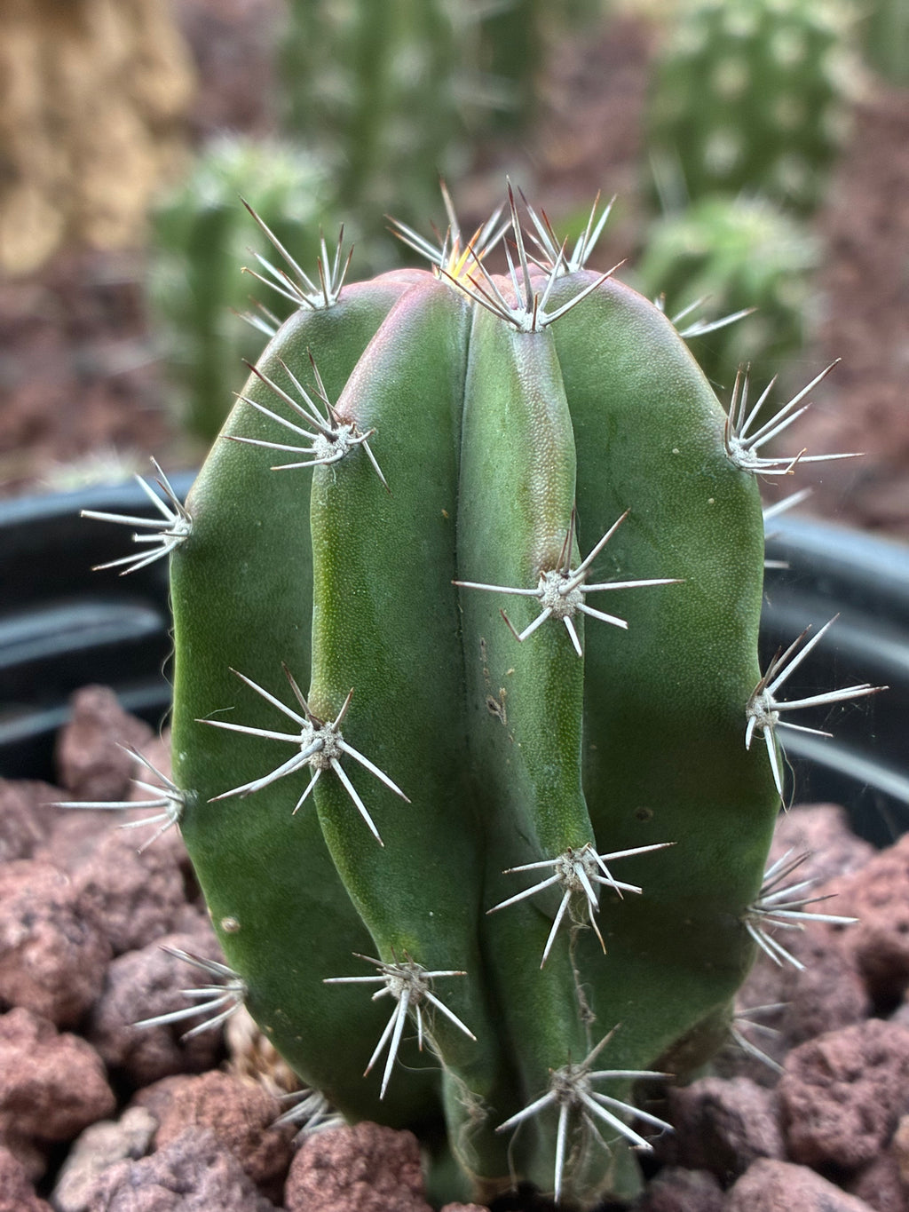 Stenocereus Griseus