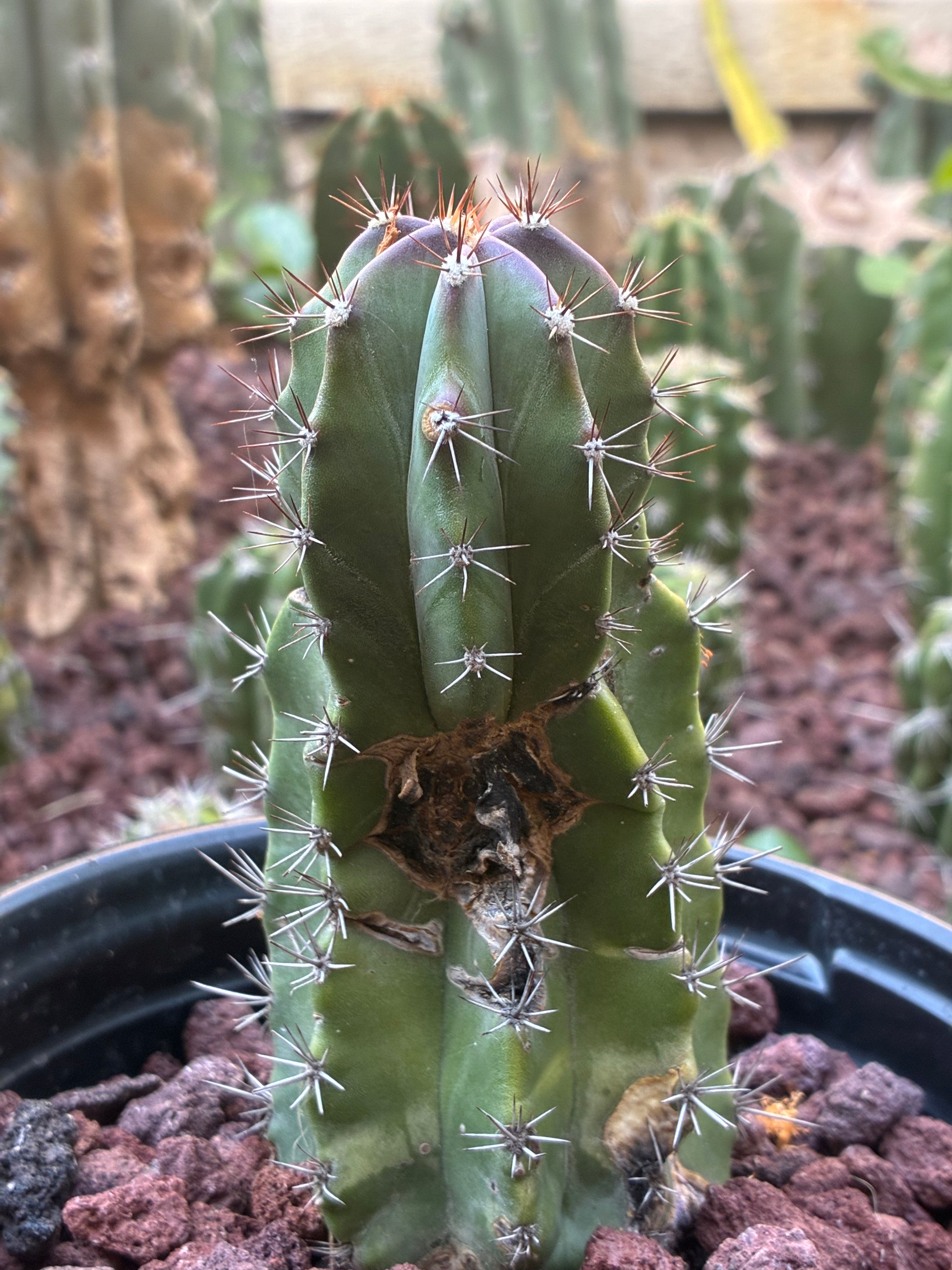 Stenocereus Griseus