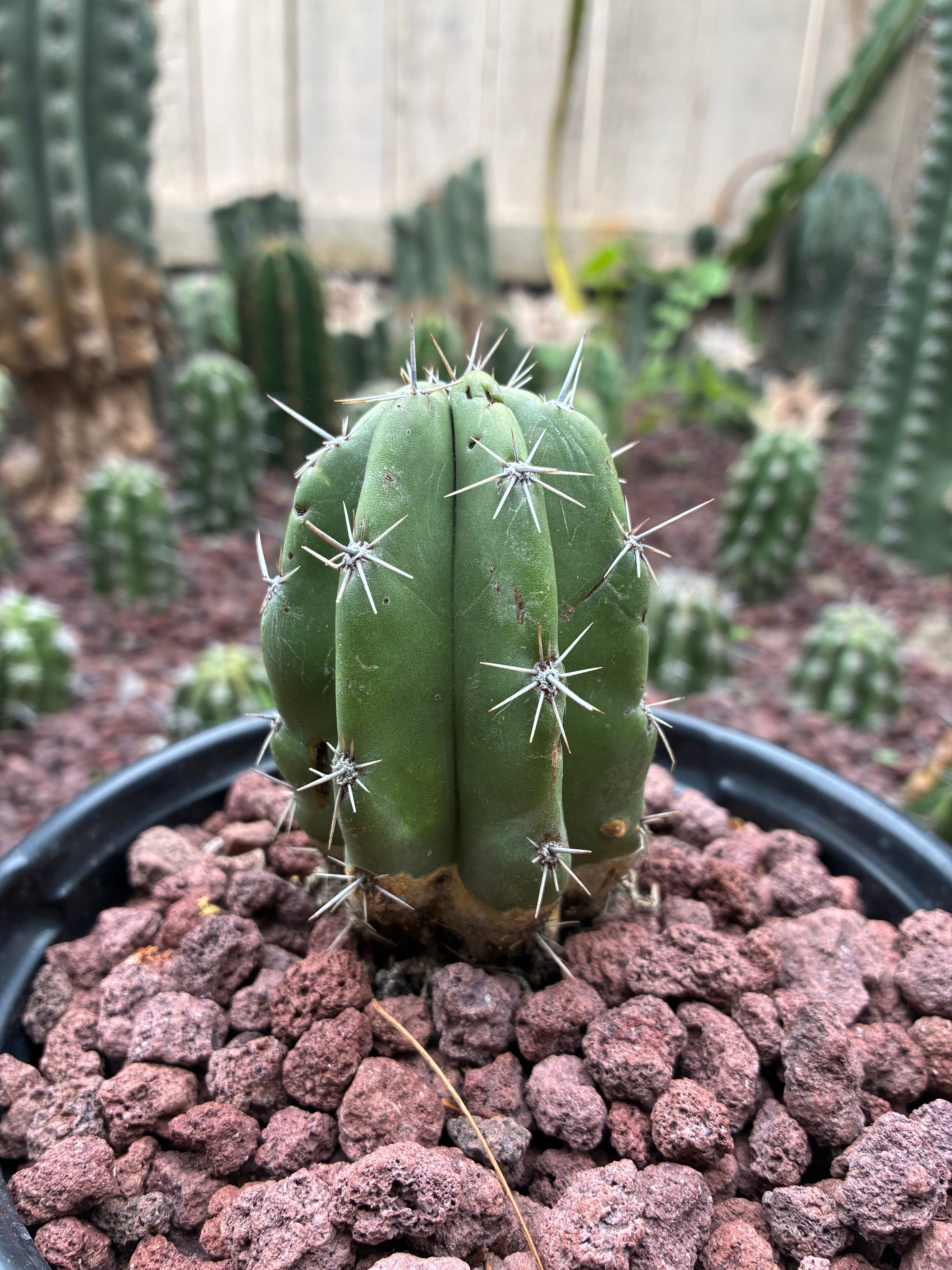 Stenocereus Stellatus (Pink)