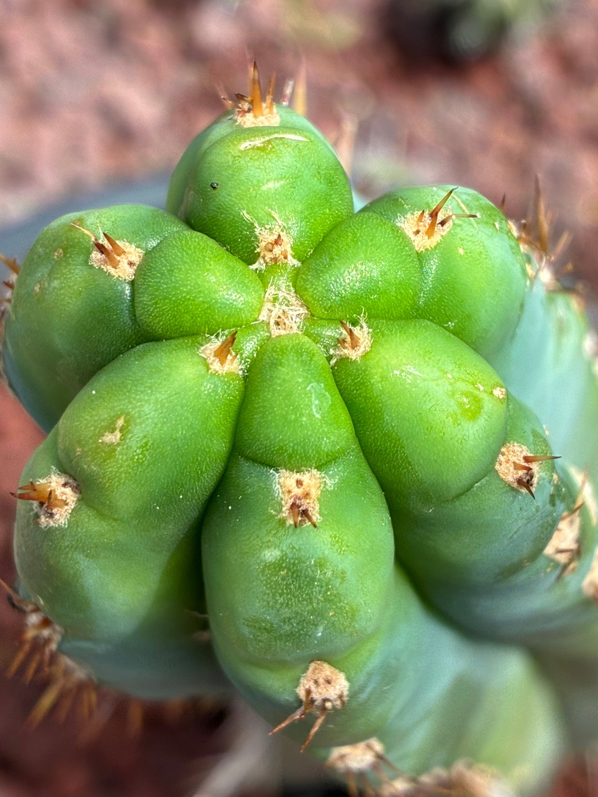 Trichocereus Peruvianus