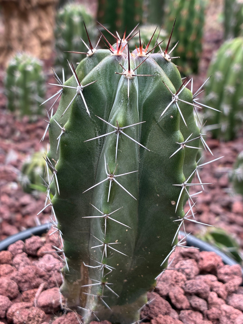 Stenocereus Griseus