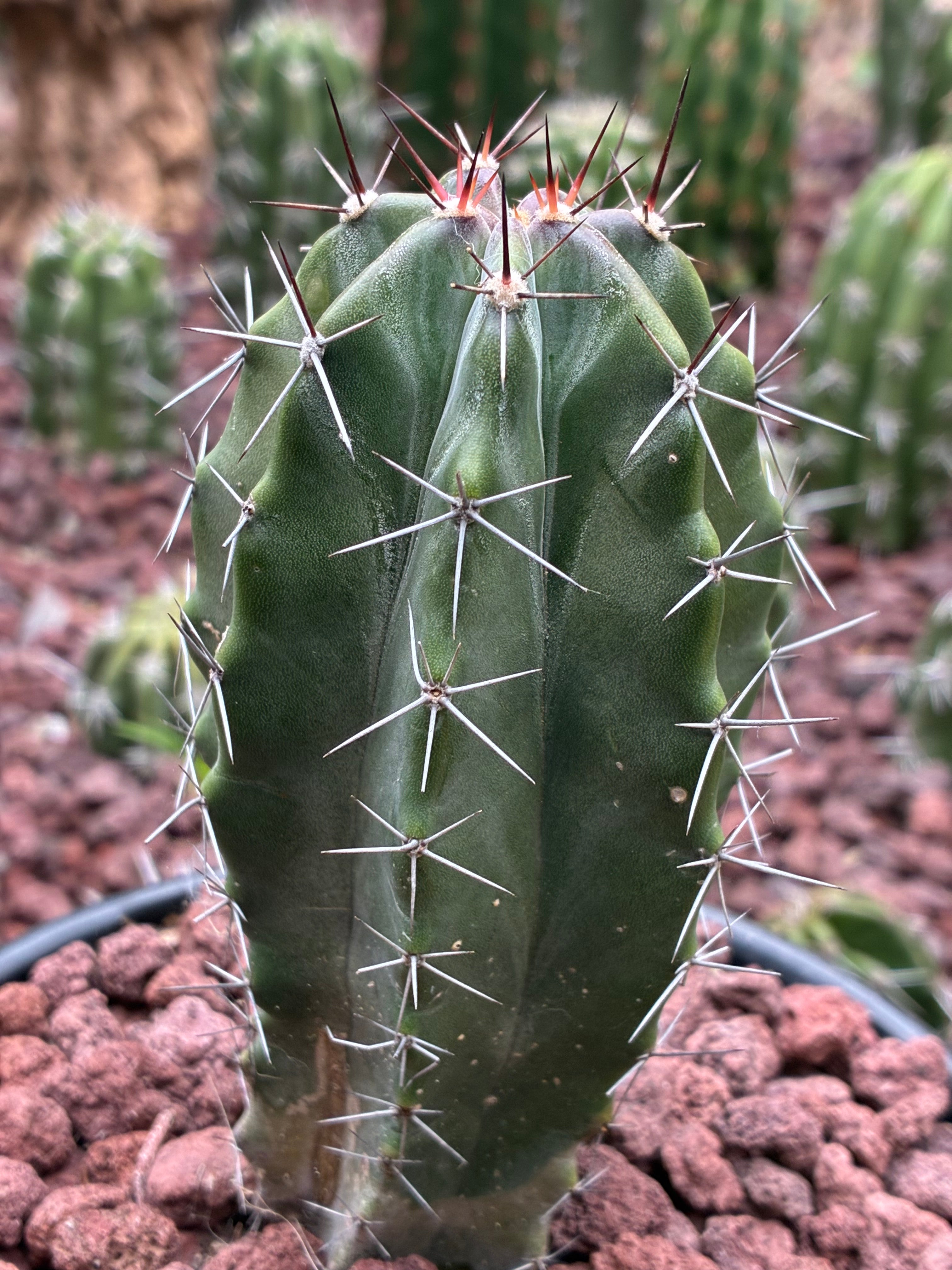 Stenocereus Griseus
