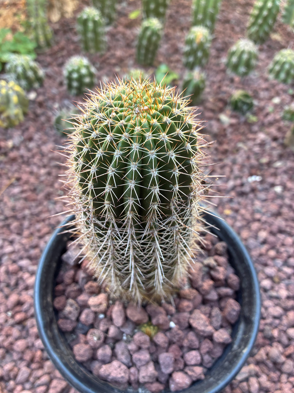 Trichocereus Grandi