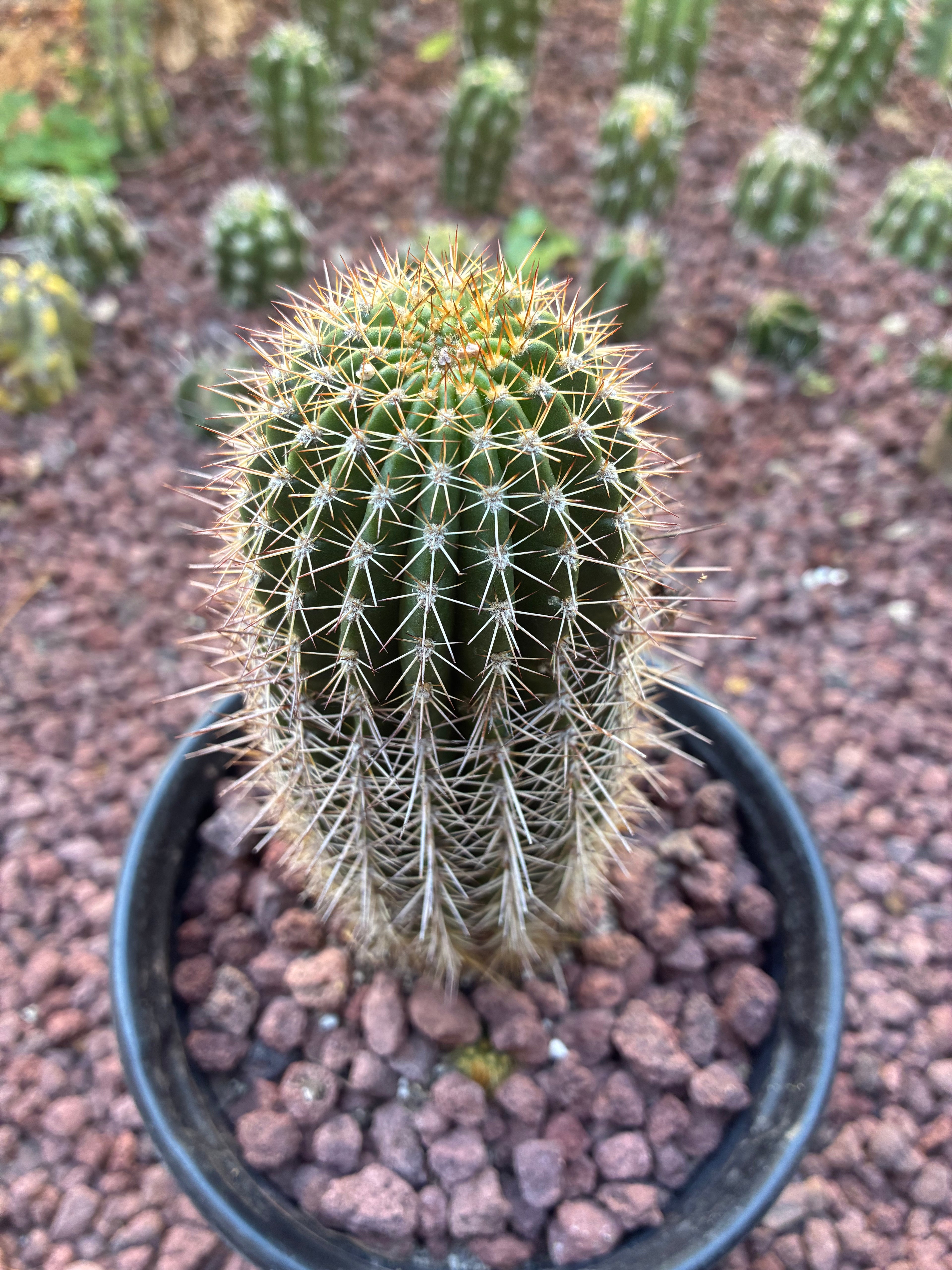 Trichocereus Grandi