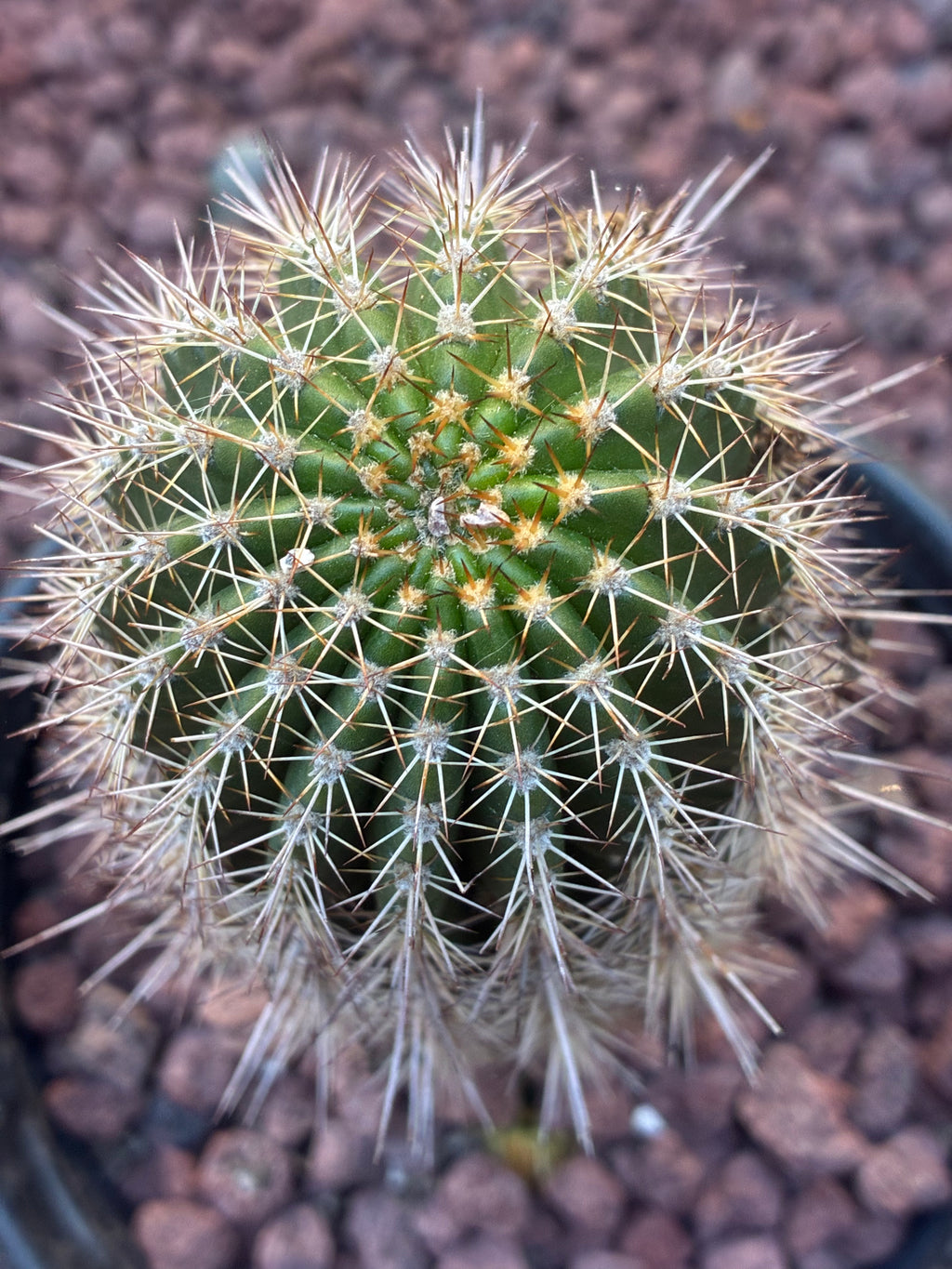 Trichocereus Grandi