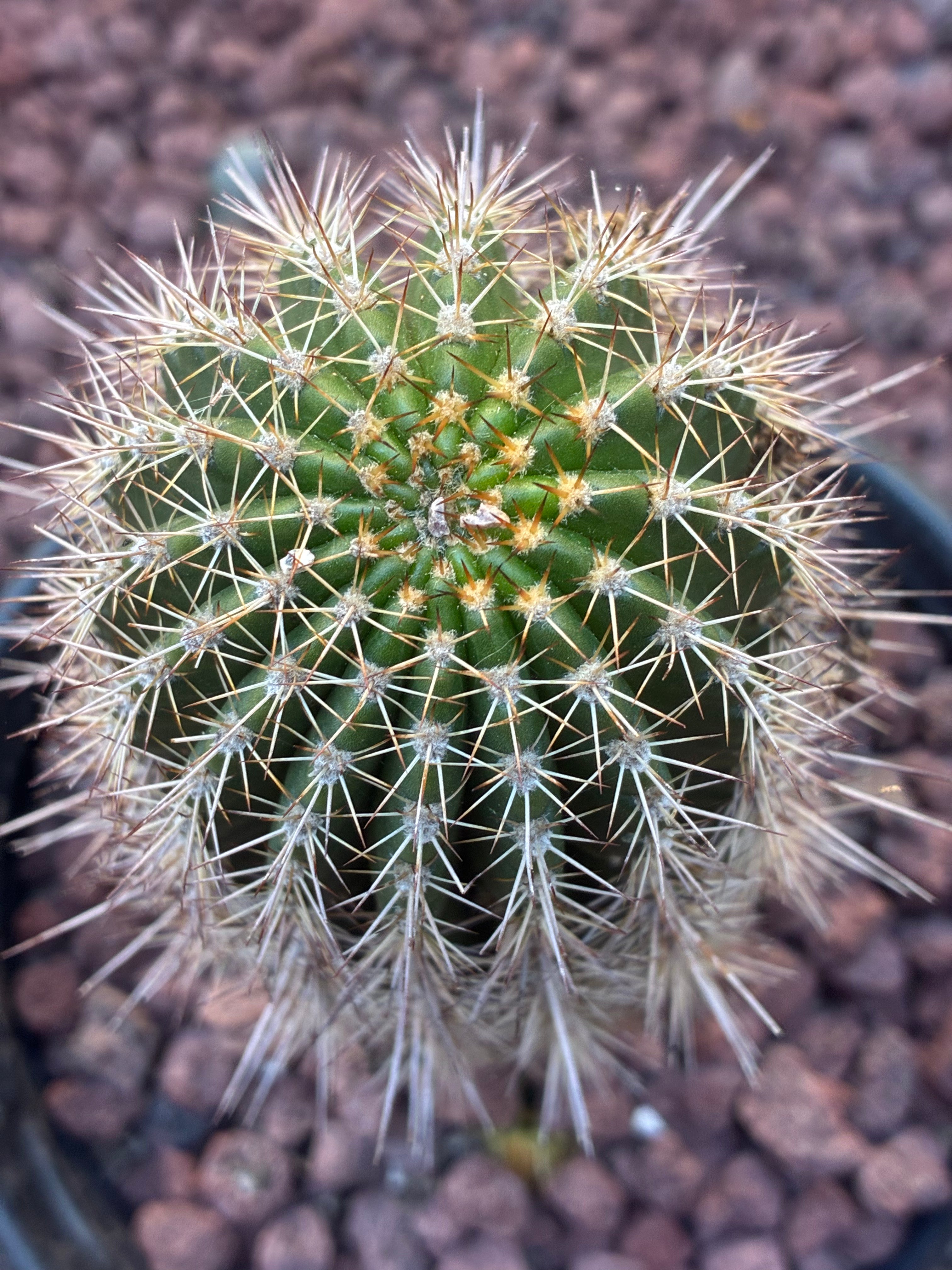 Trichocereus Grandi