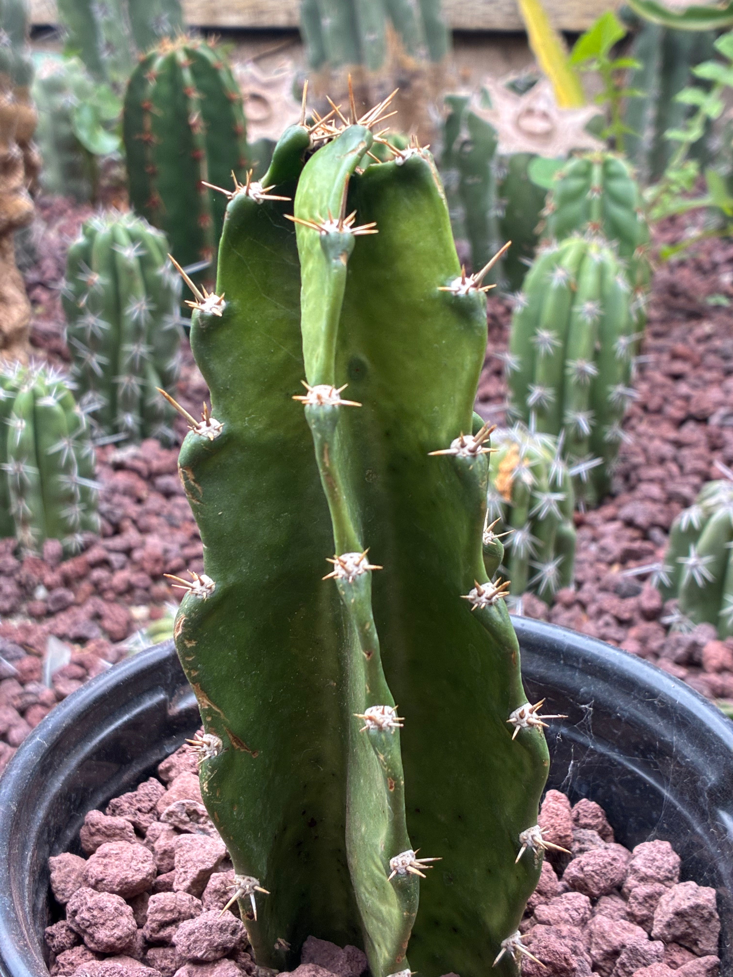 Acanthocereus Tetragonus