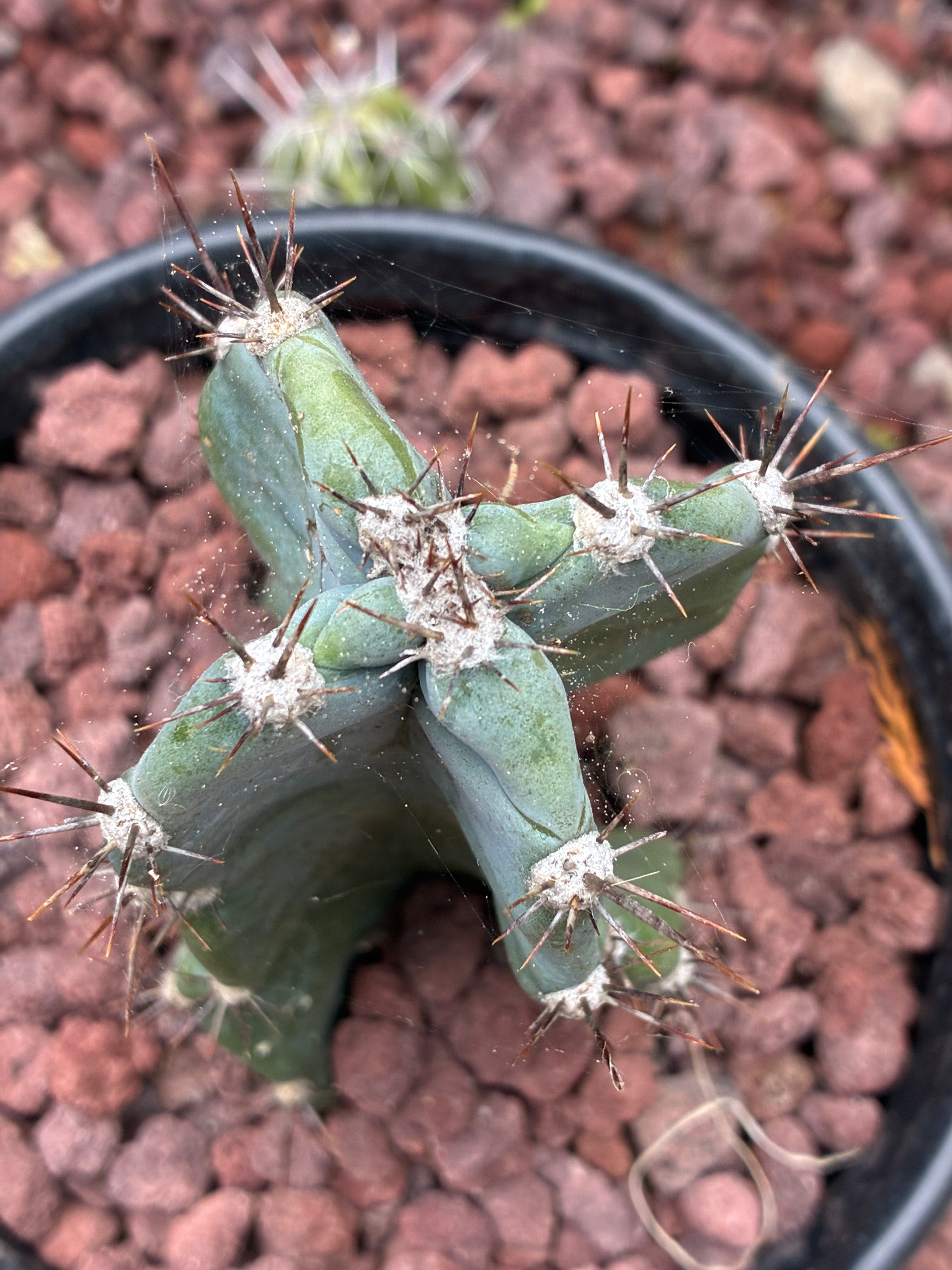 Cereus spp.