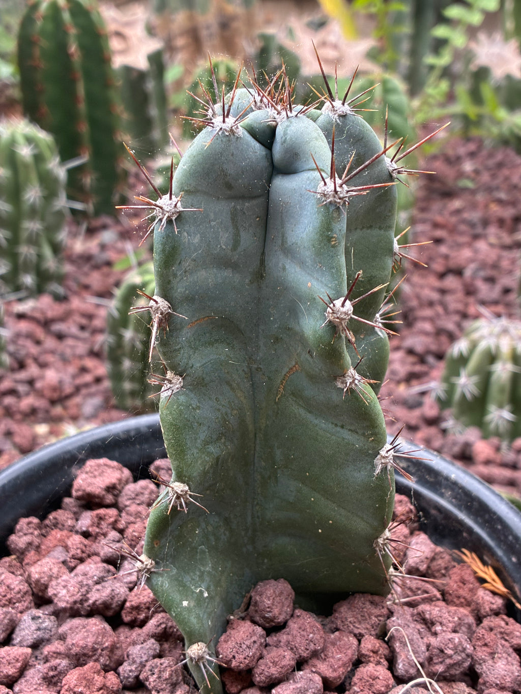 Cereus spp.