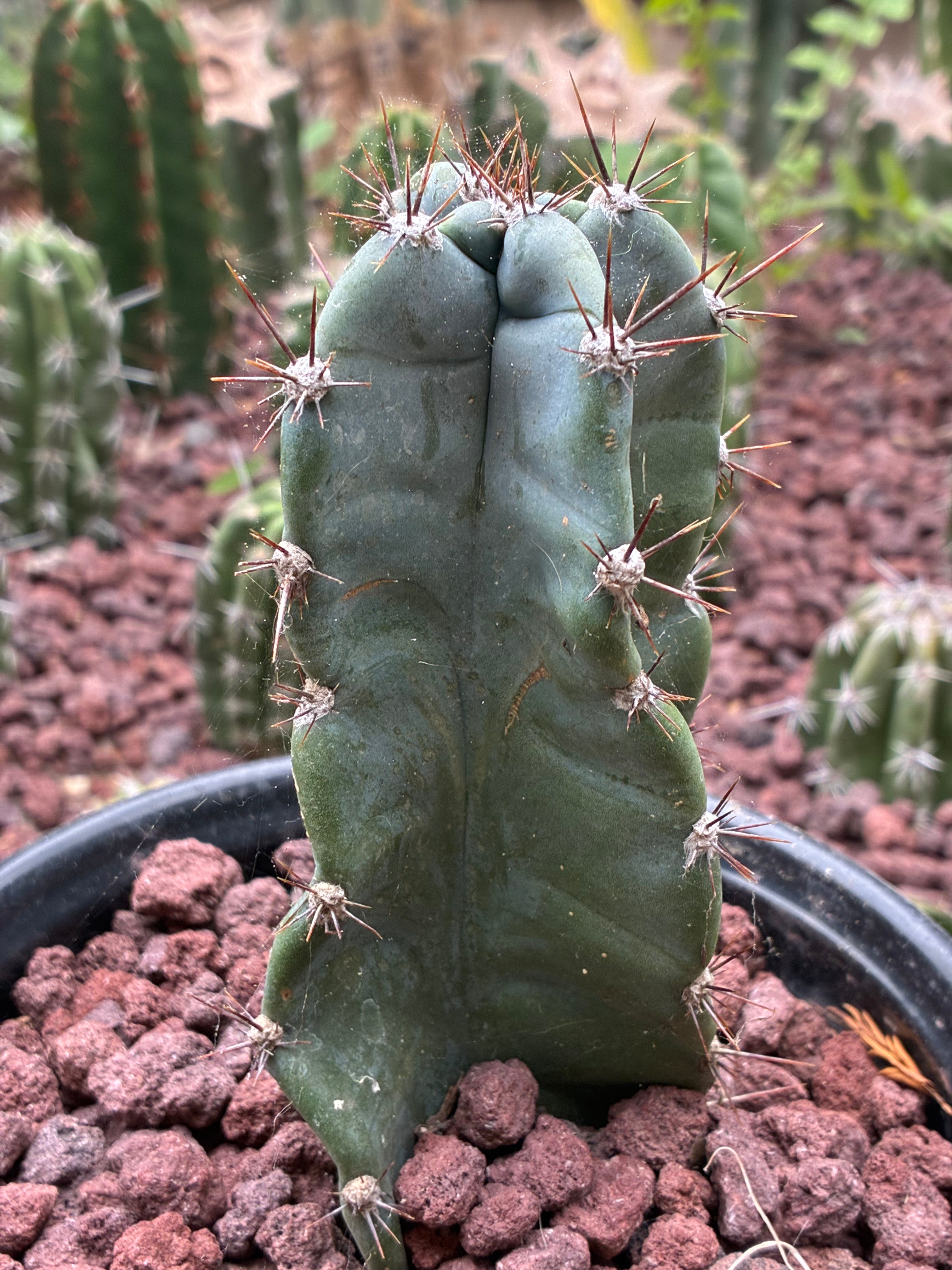 Cereus spp.