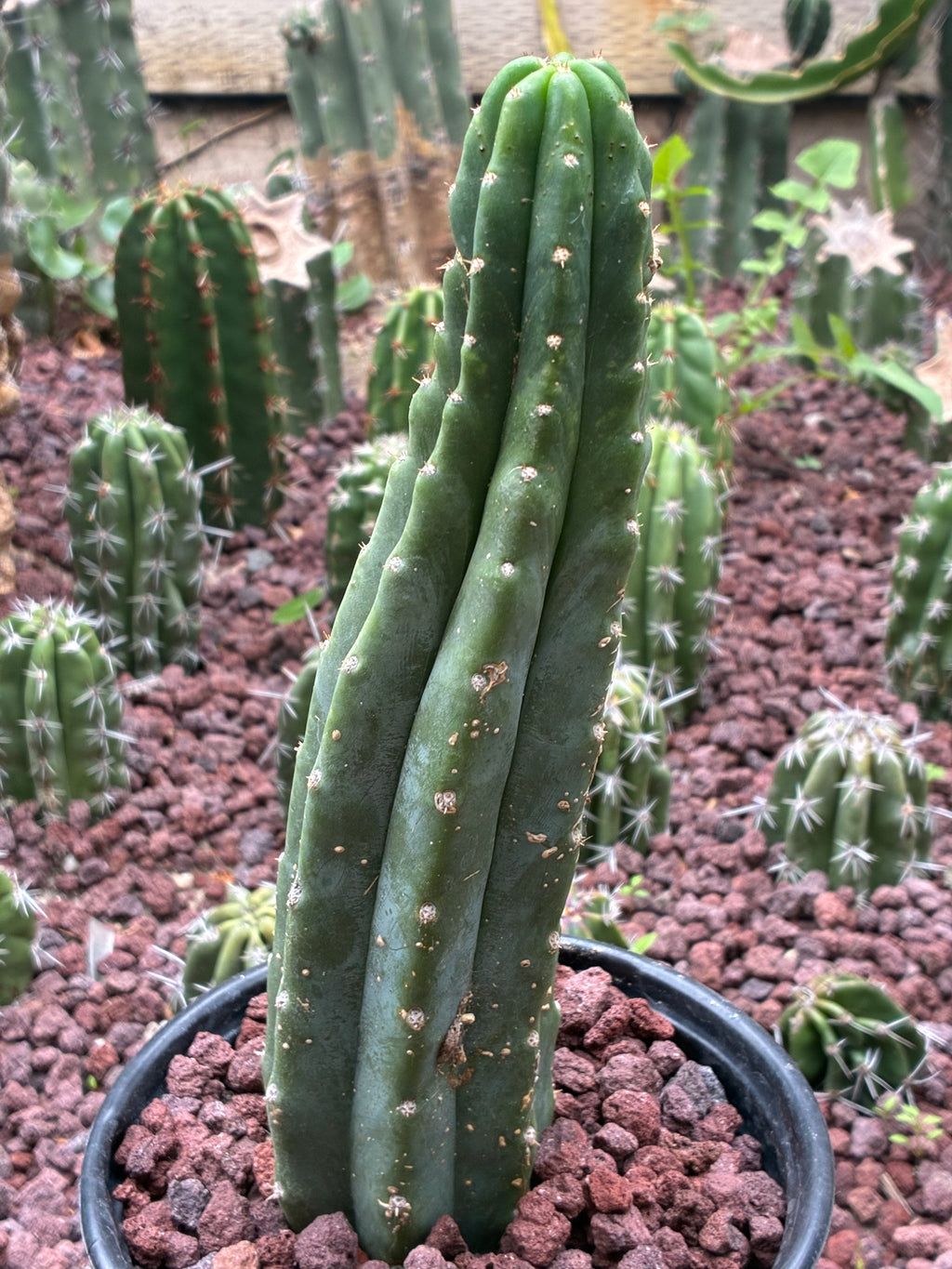 Trichocereus Pachanoi