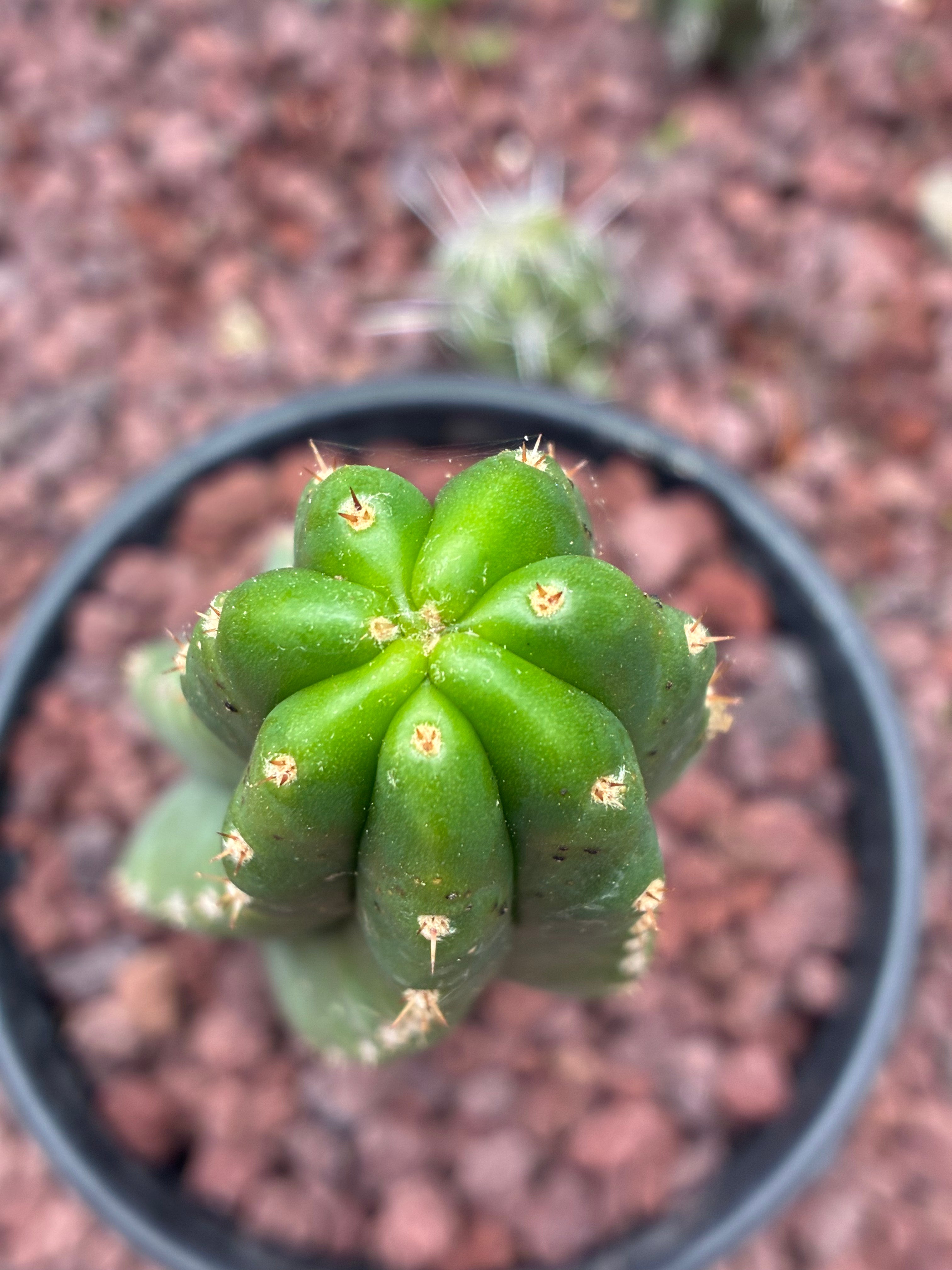 Trichocereus Pachanoi