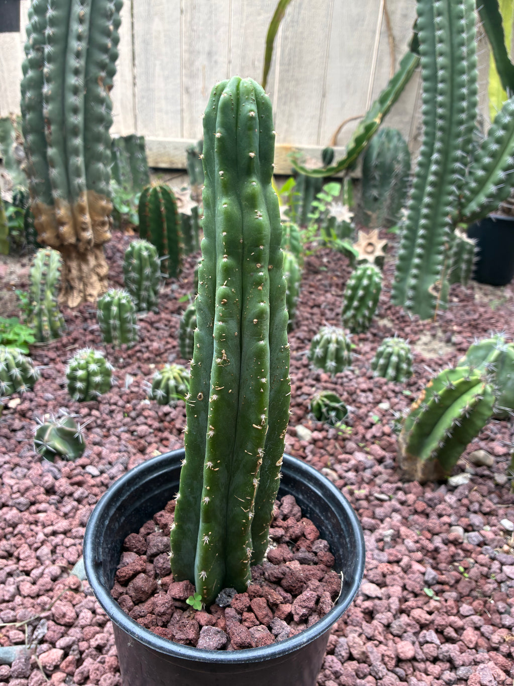 Trichocereus Pachanoi