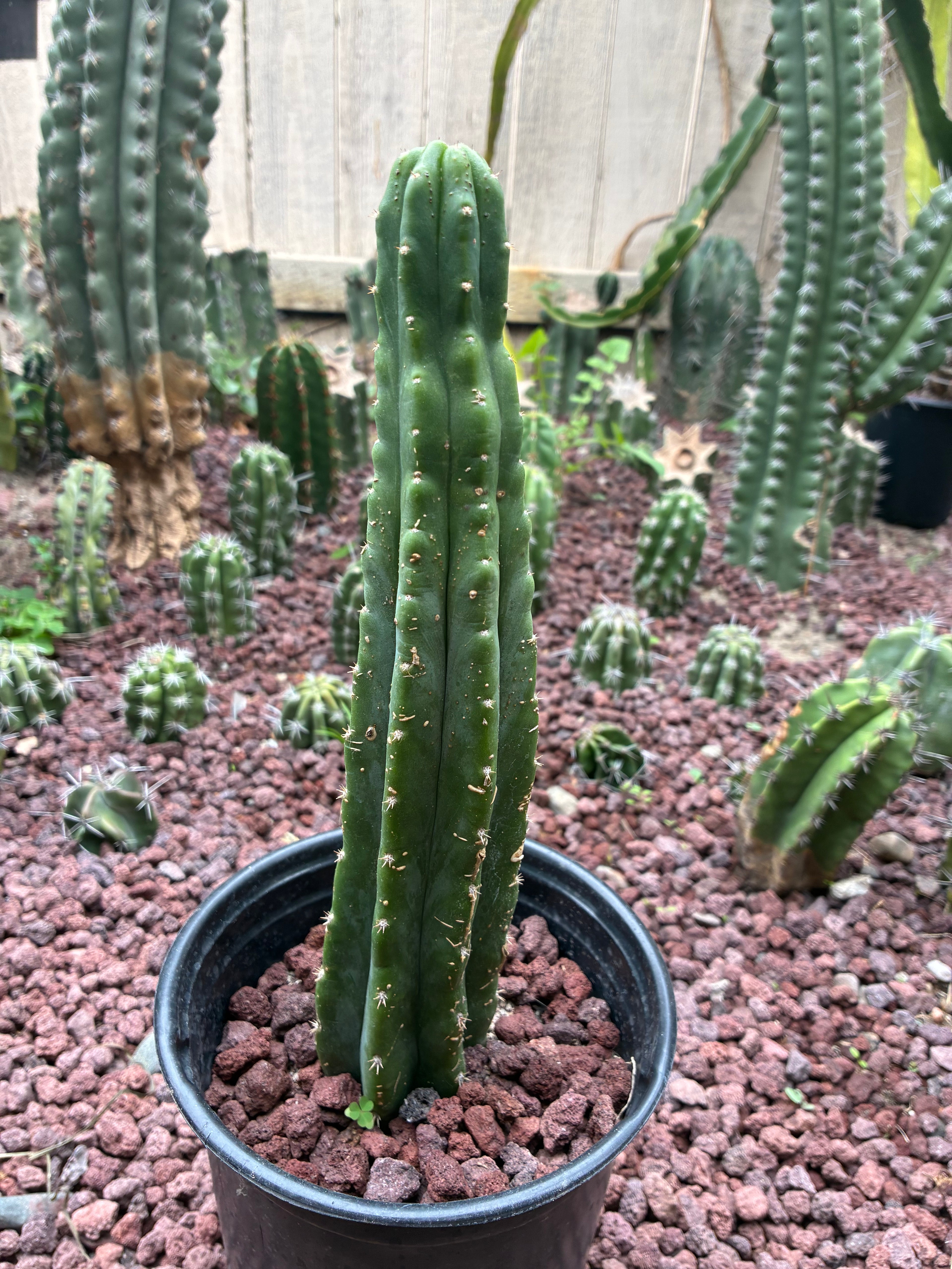 Trichocereus Pachanoi