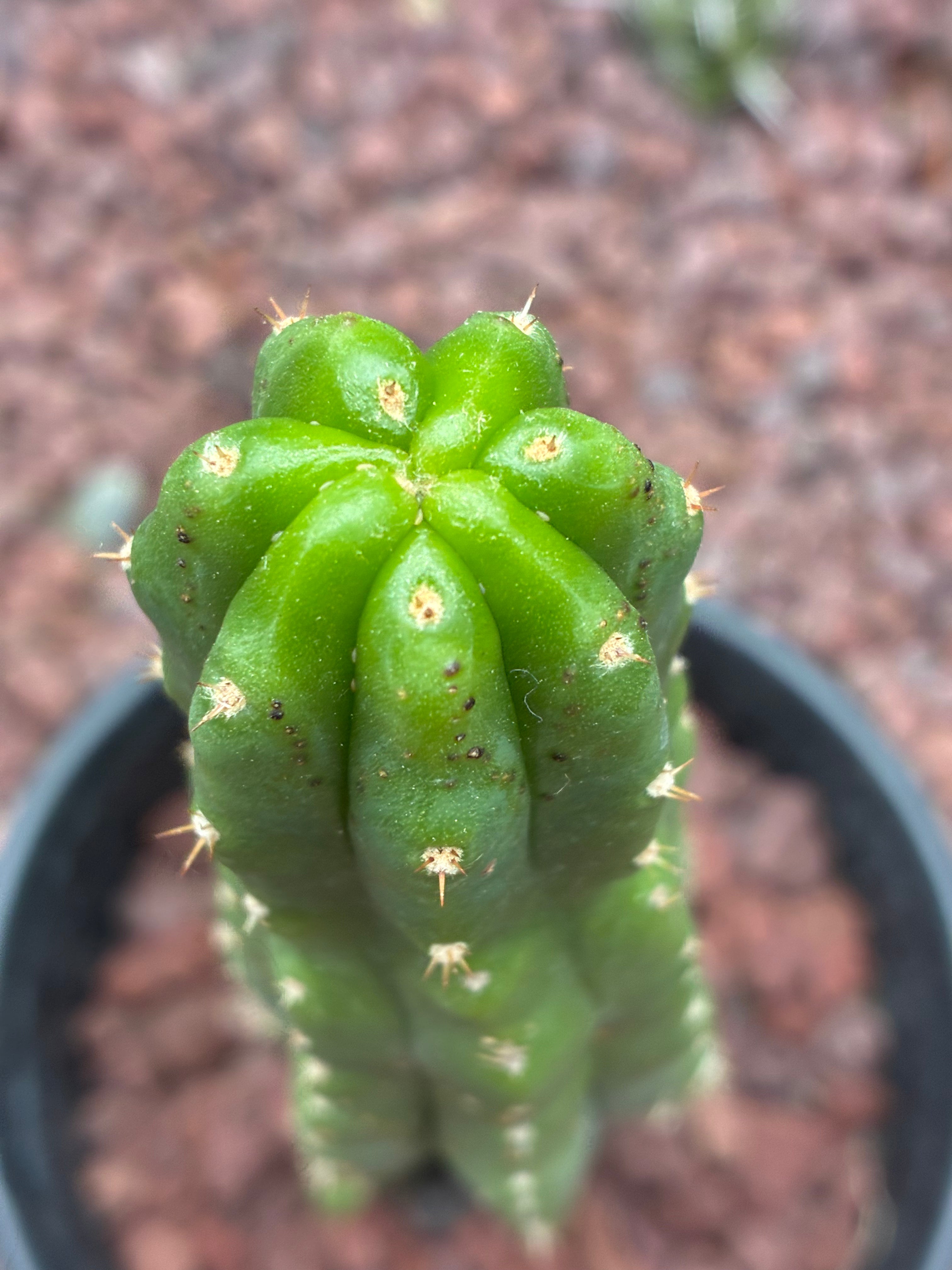 Trichocereus Pachanoi
