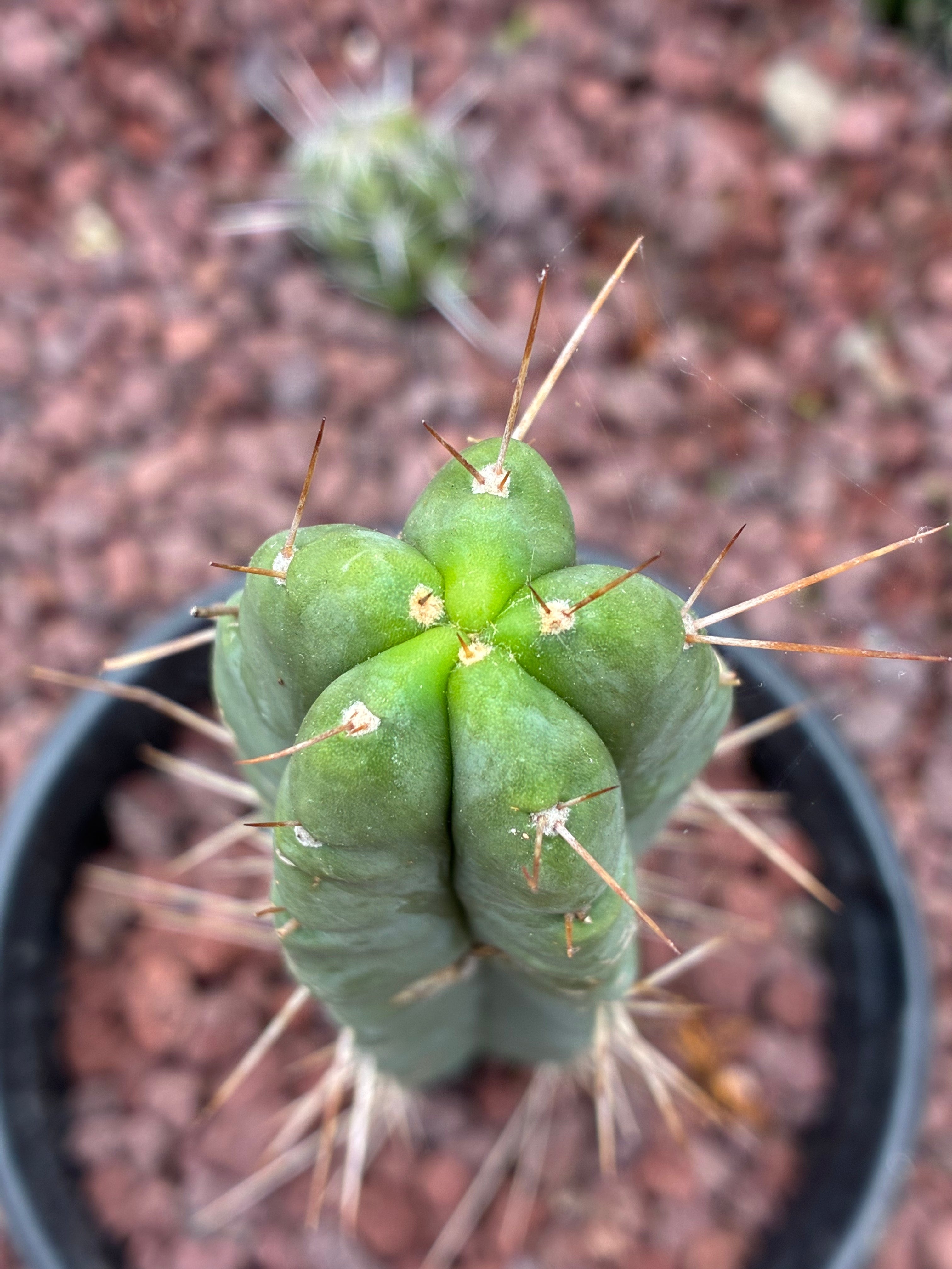 Trichocereus Bridgesii