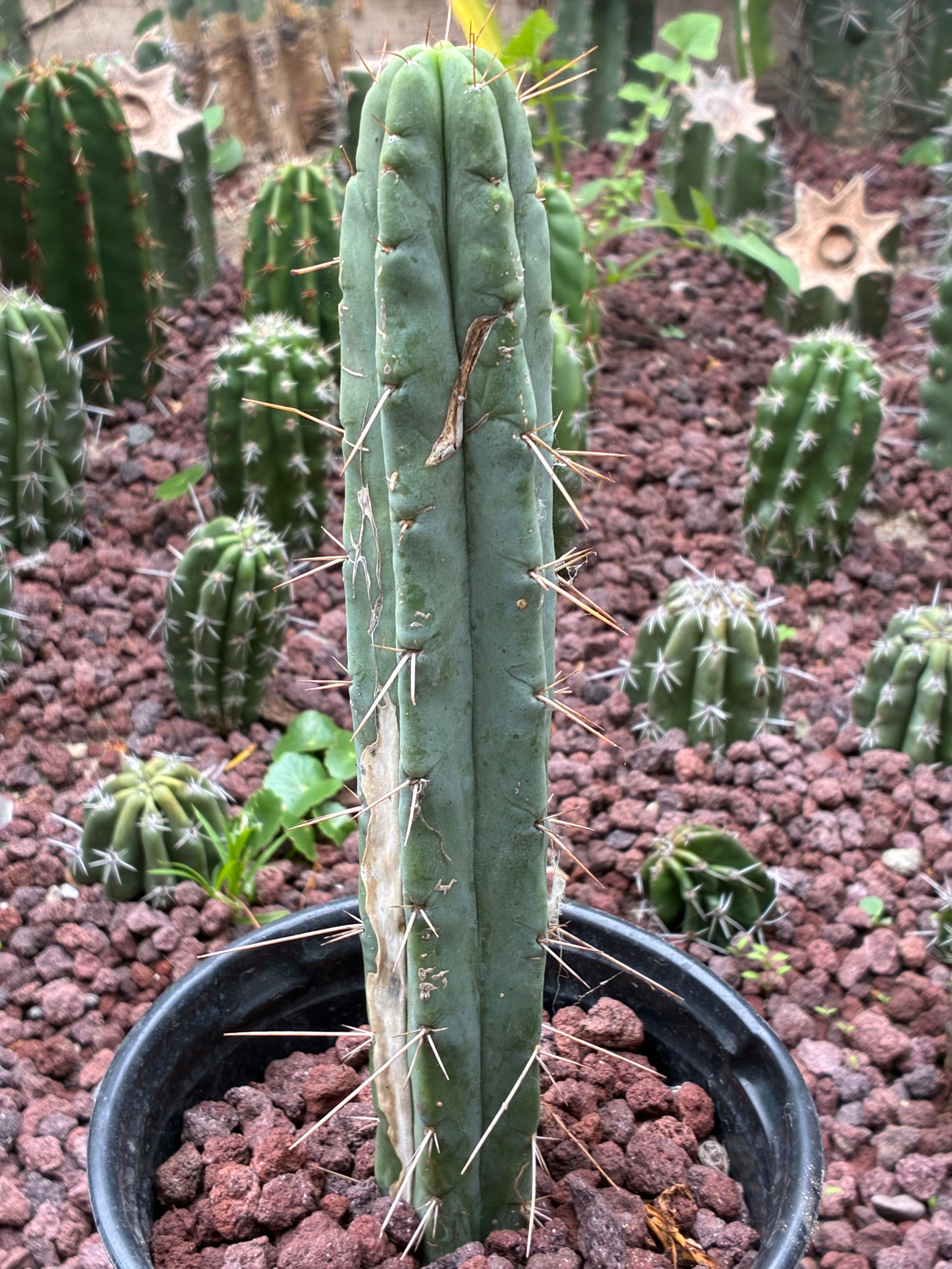 Trichocereus Bridgesii