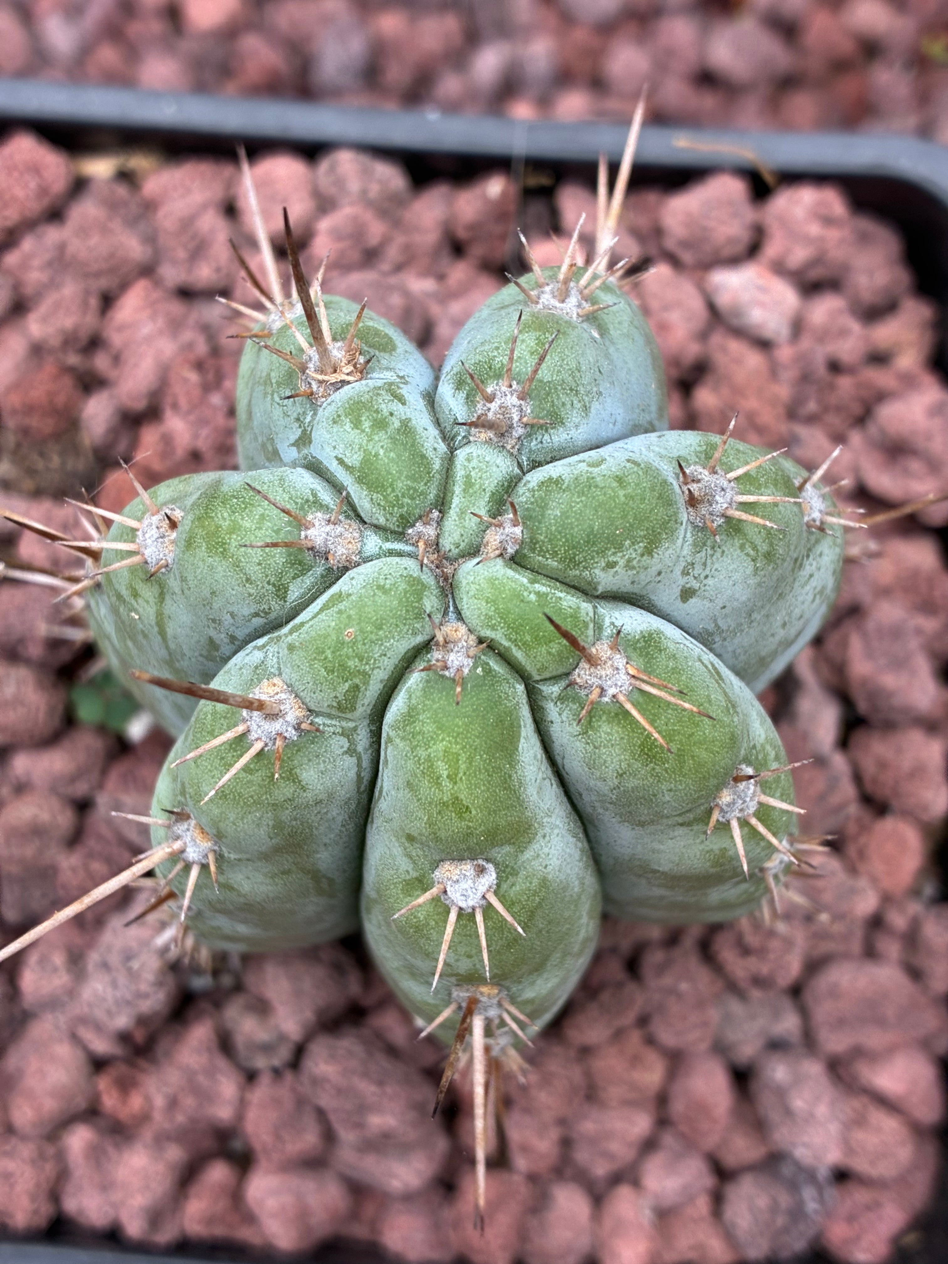 Trichocereus Peruvianus