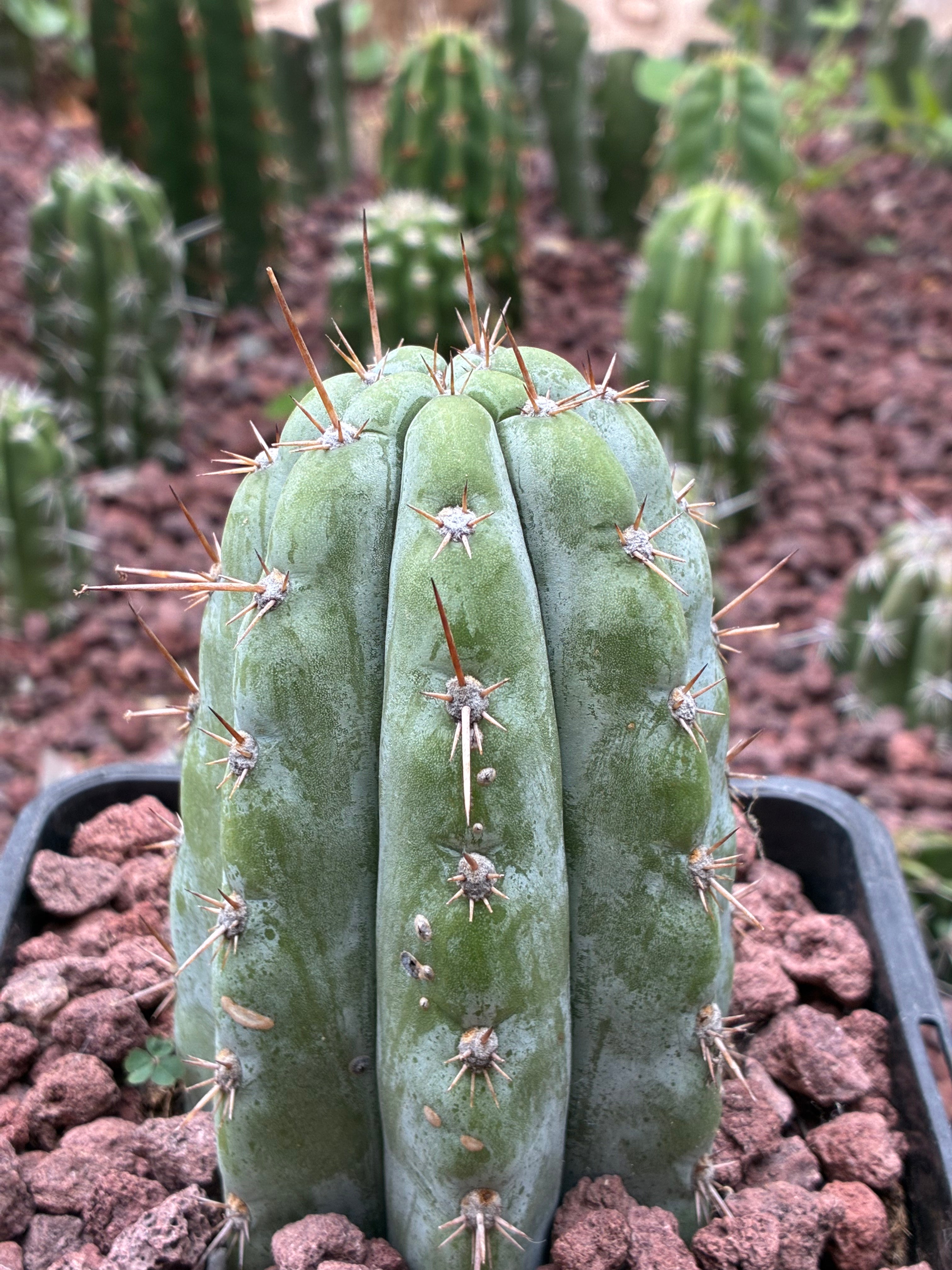 Trichocereus Peruvianus