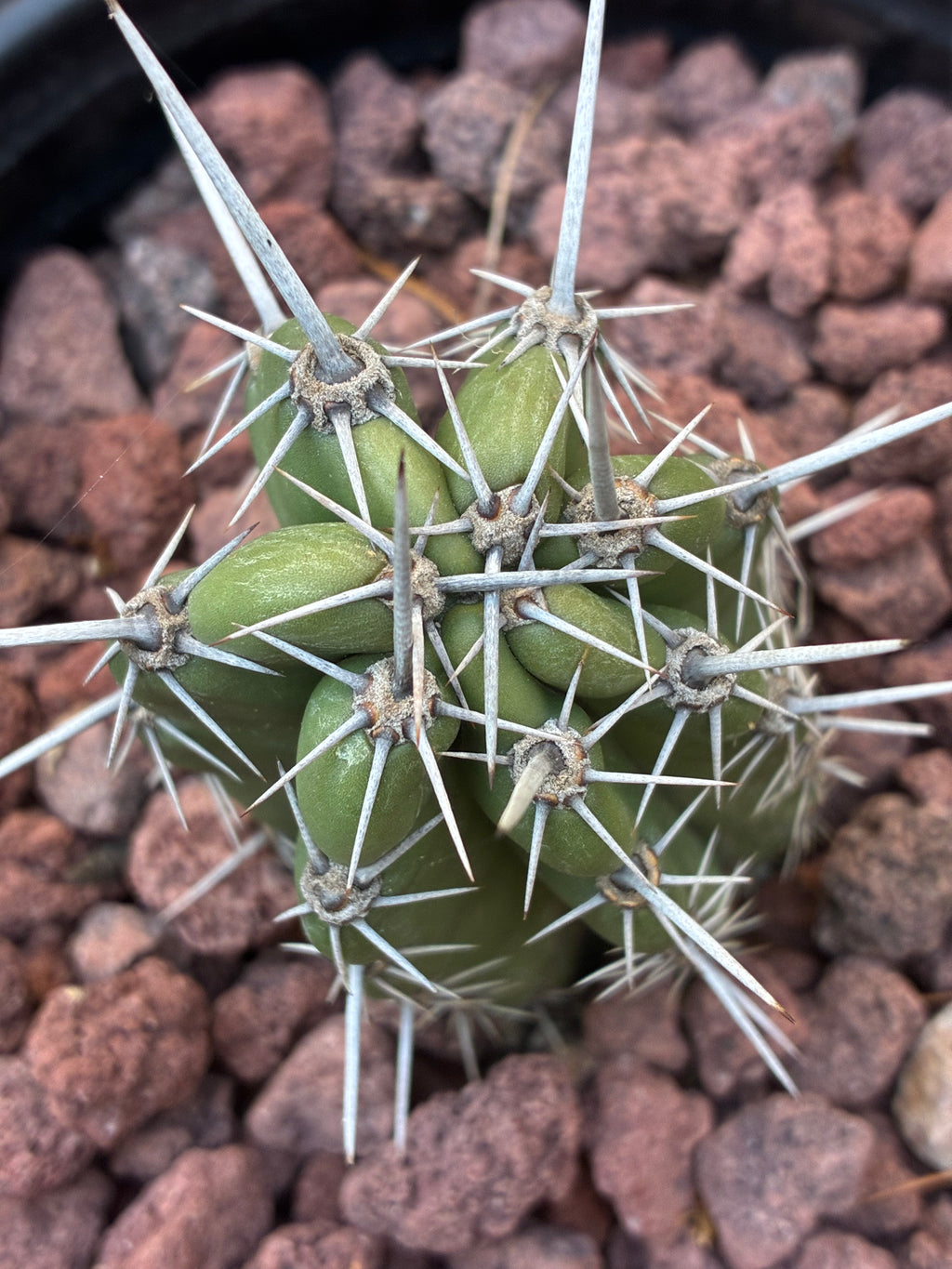 Stenocereus Stellatus (Pink)