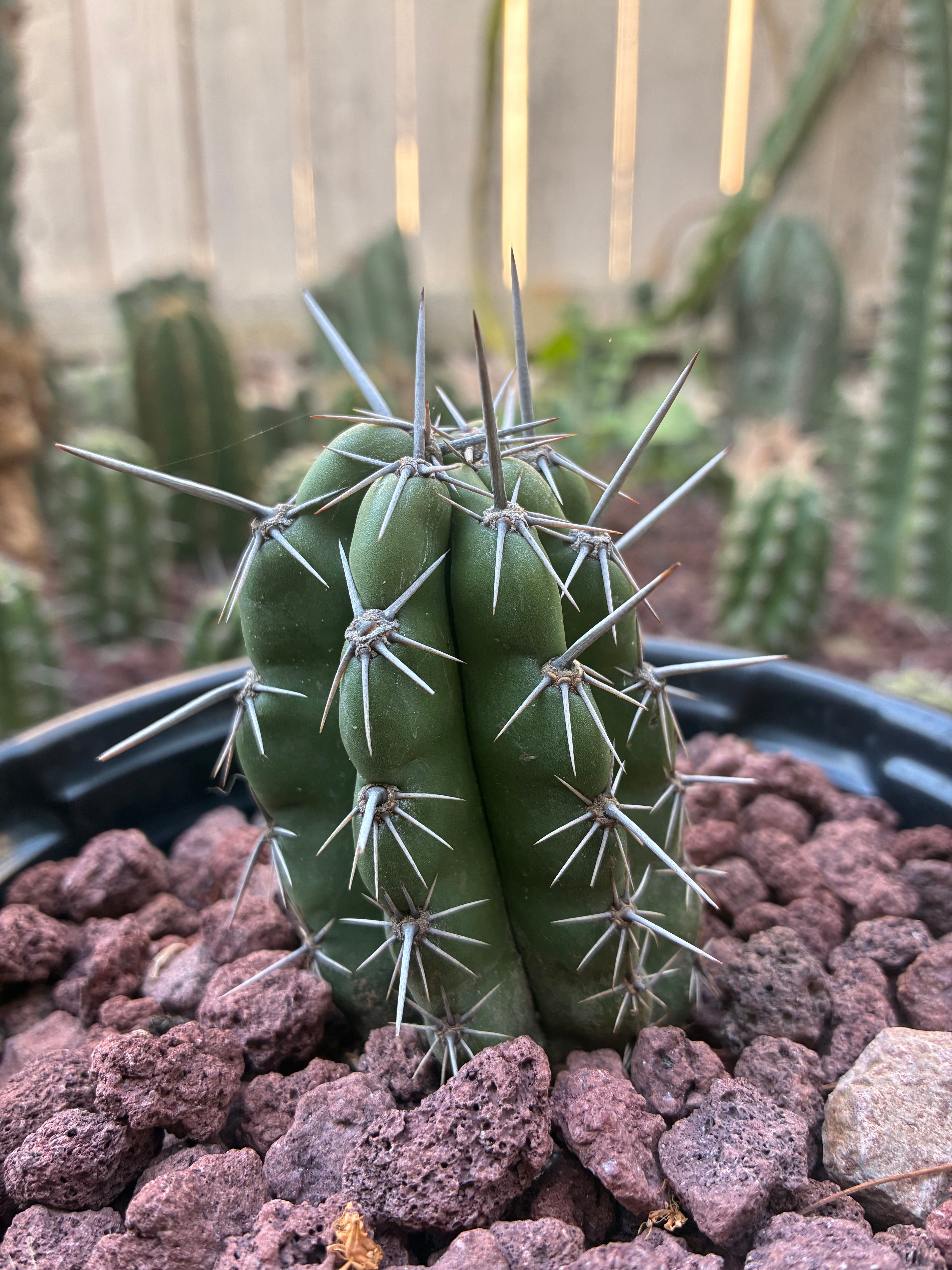 Stenocereus Stellatus (Pink)