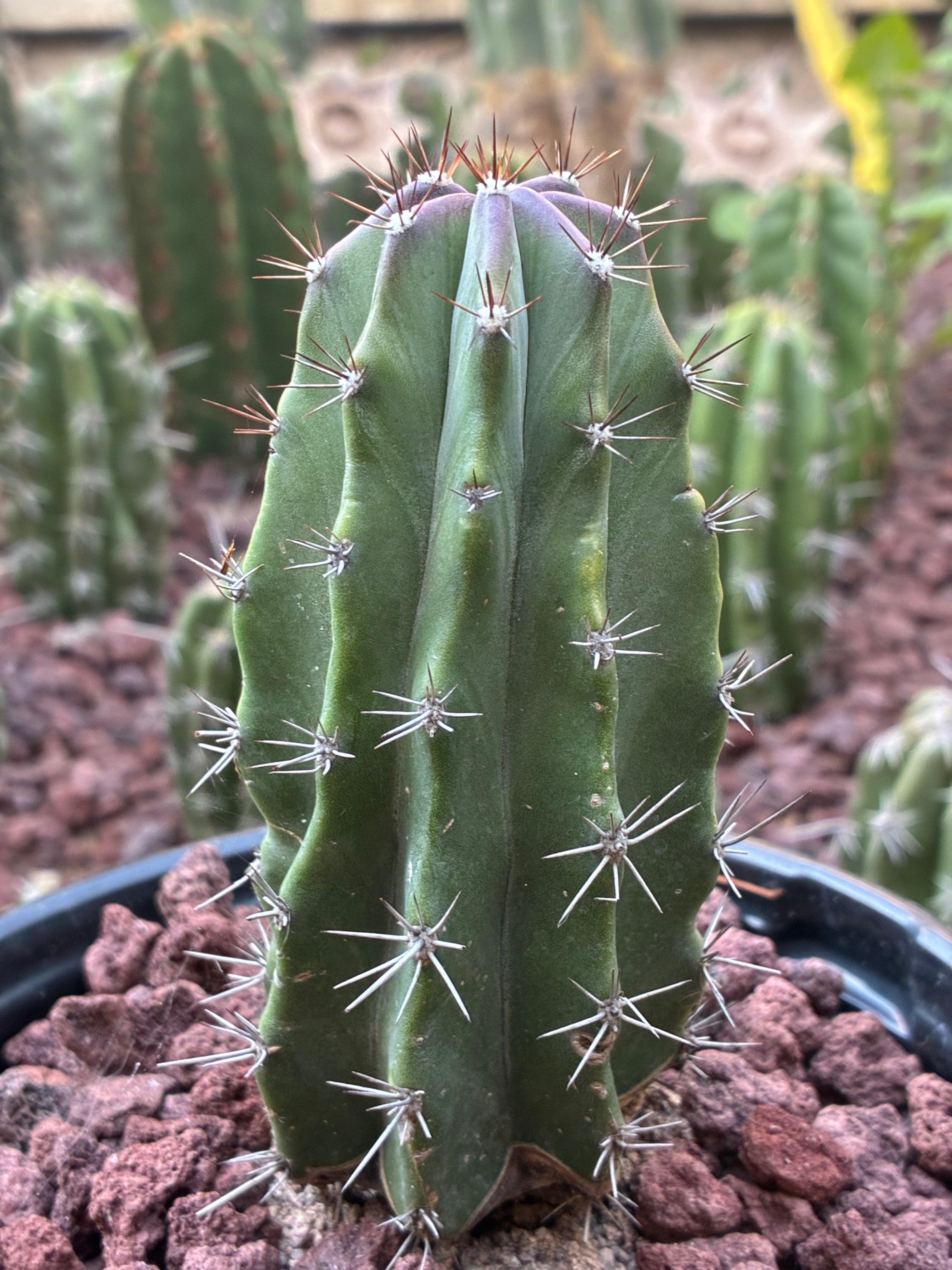 Stenocereus Griseus