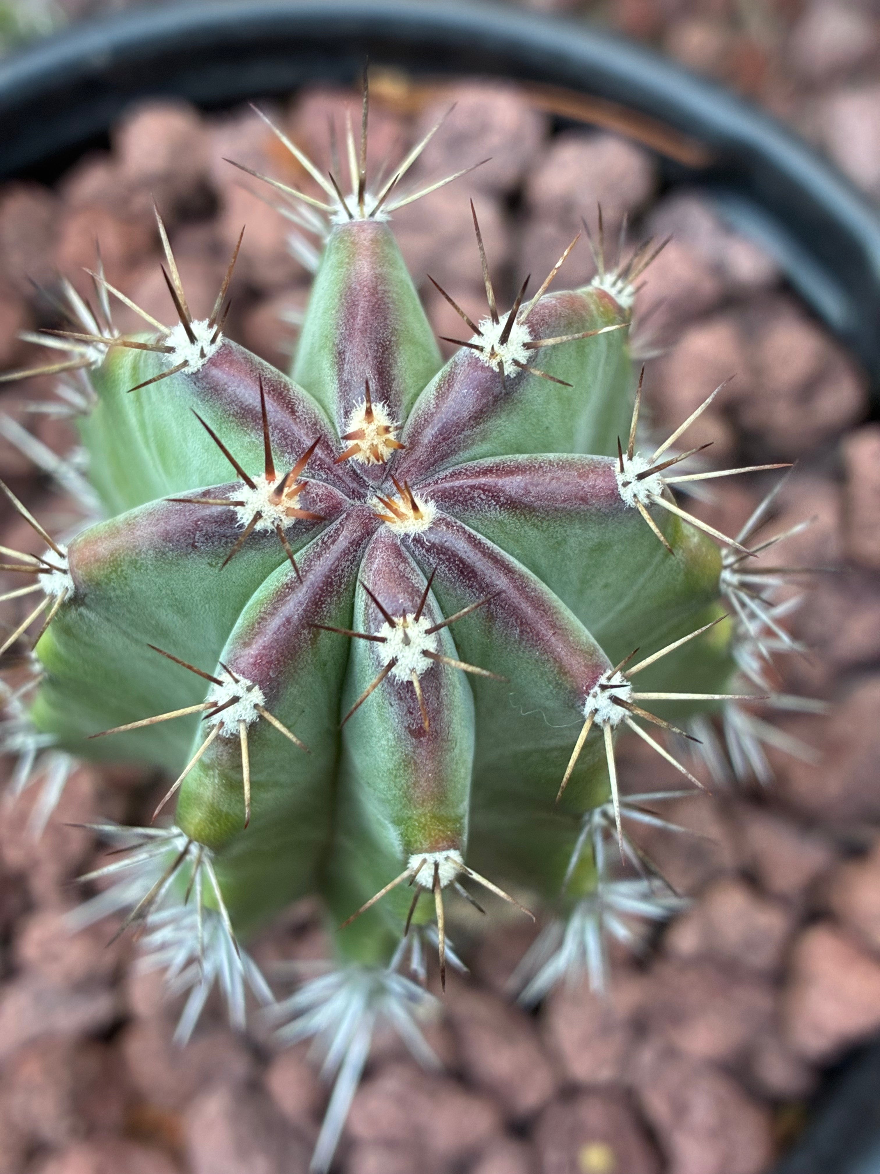 Stenocereus Griseus