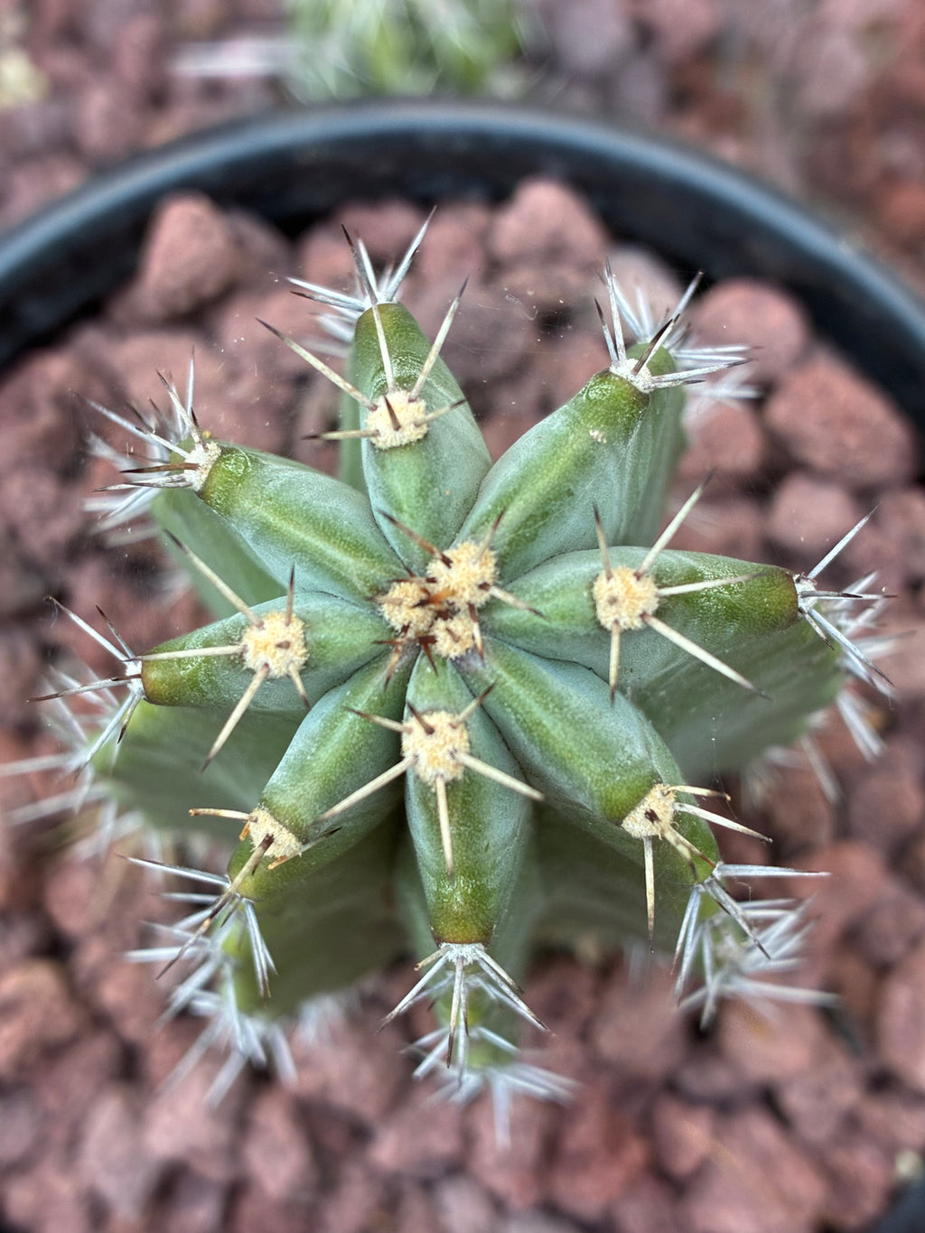 Stenocereus Griseus