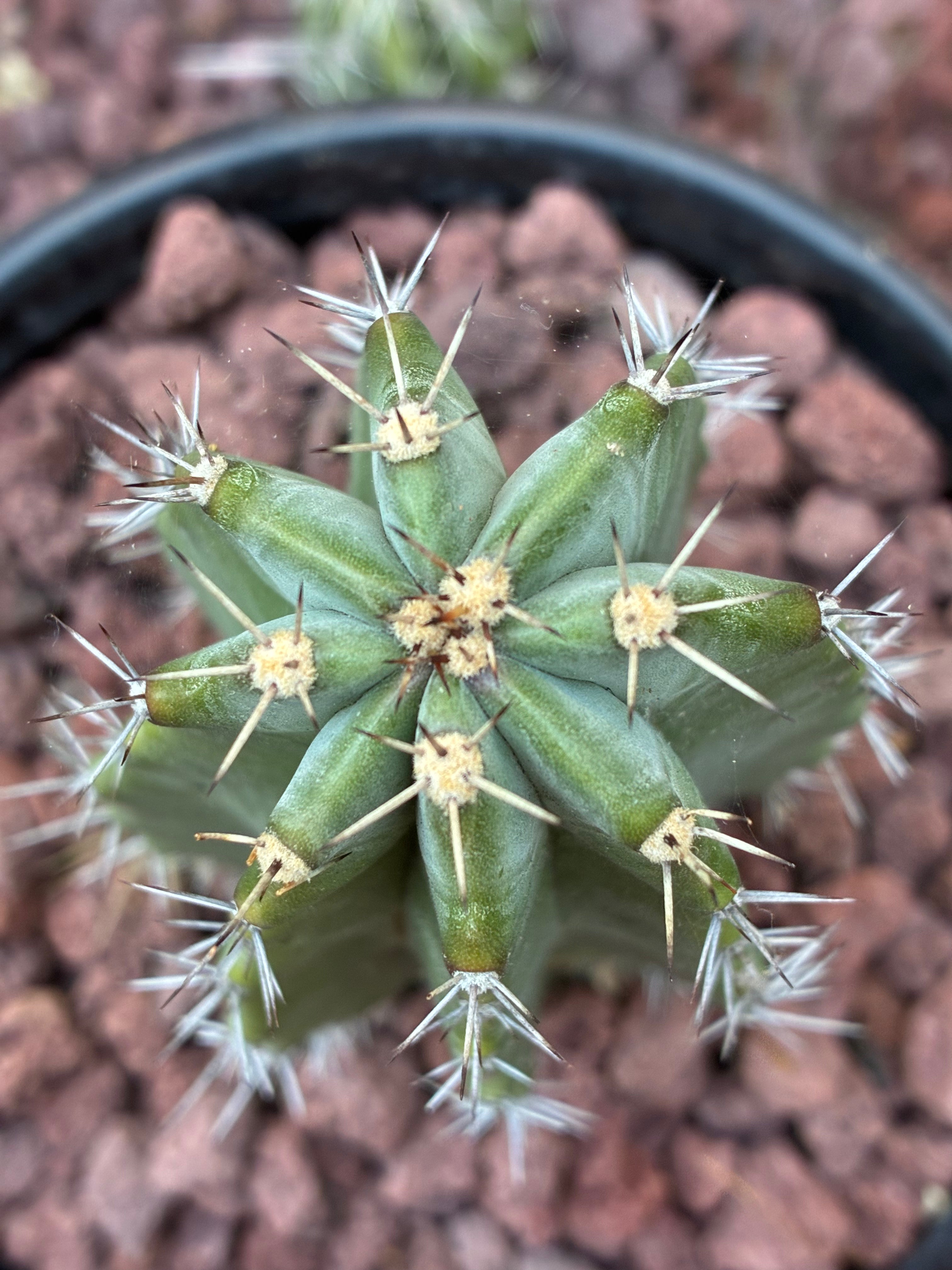 Stenocereus Griseus