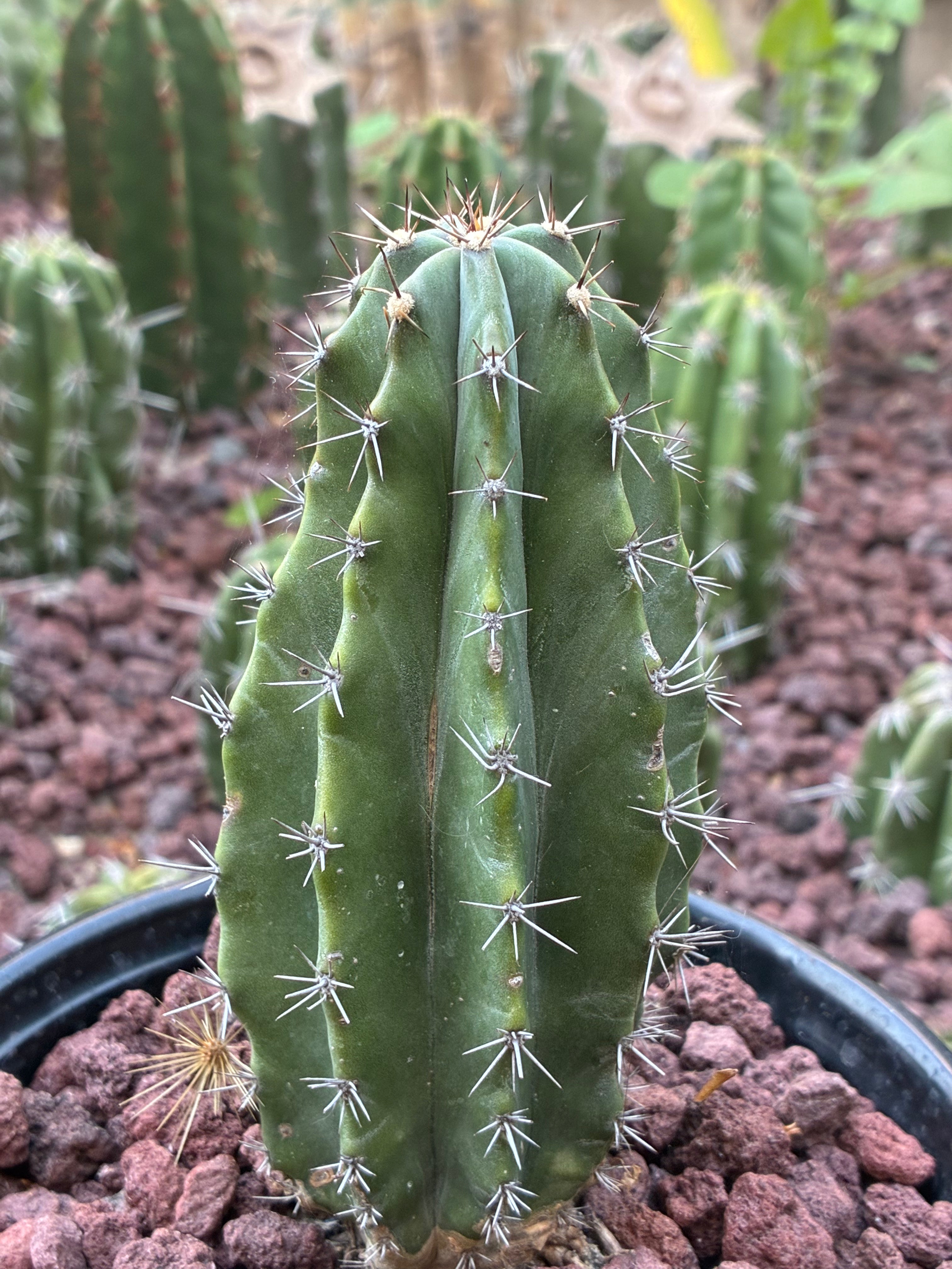 Stenocereus Griseus