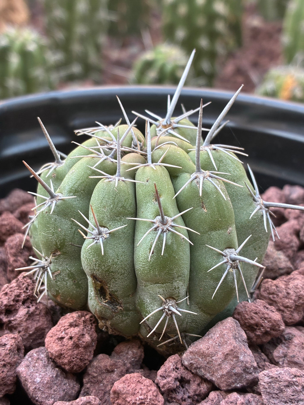 Stenocereus Stellatus (Pink)