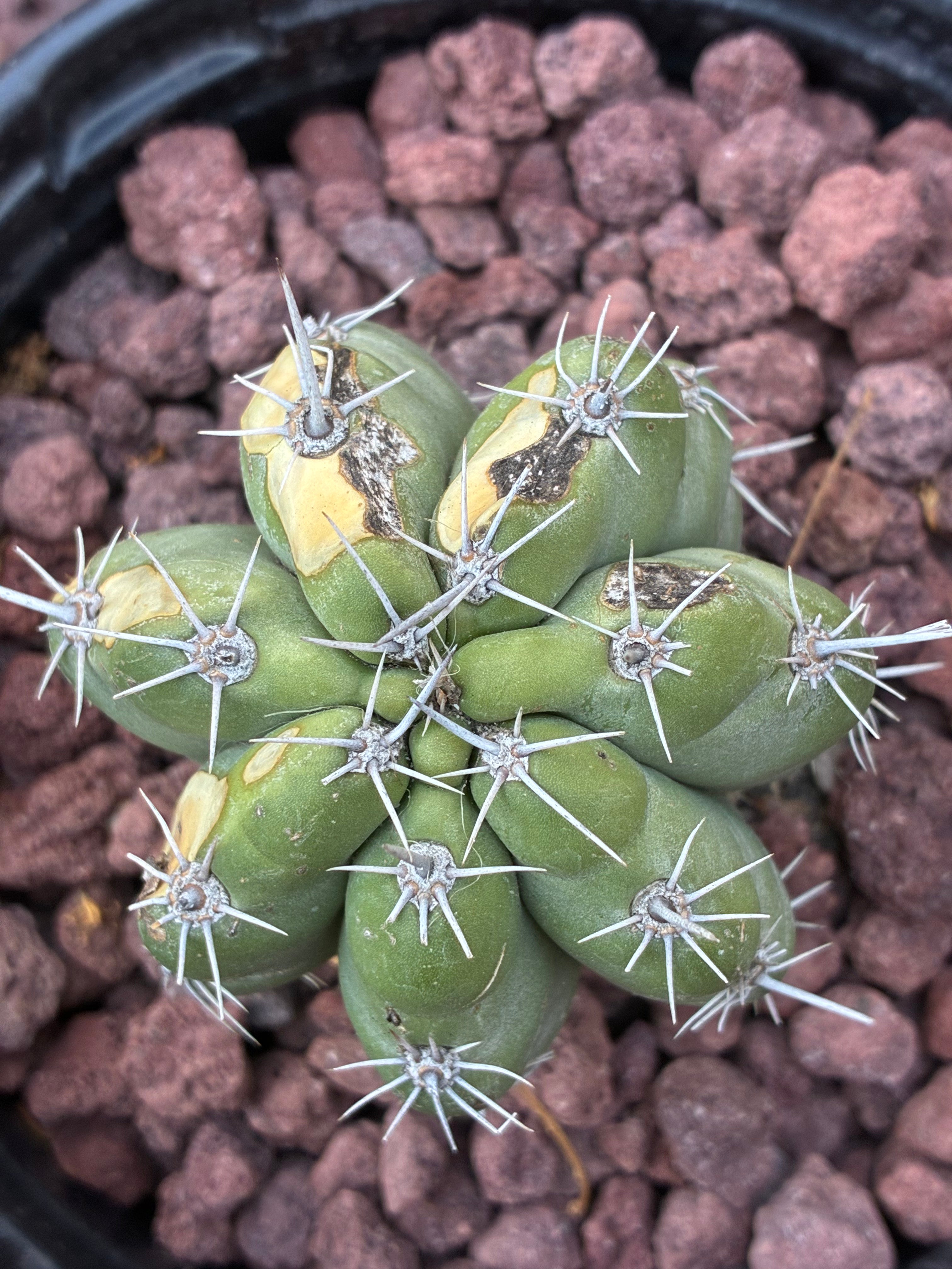 Stenocereus Stellatus (Pink)