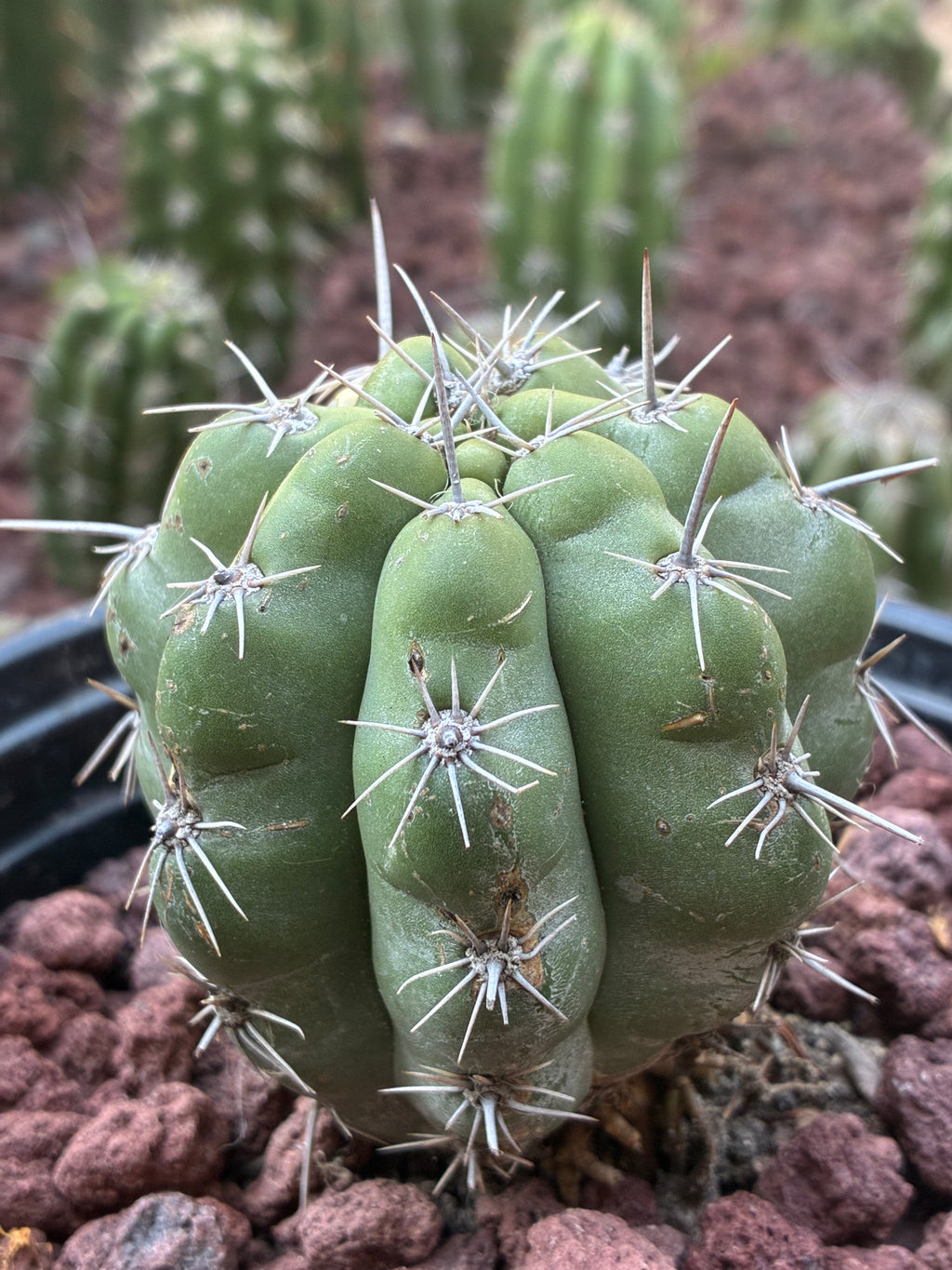 Stenocereus Stellatus (Pink)