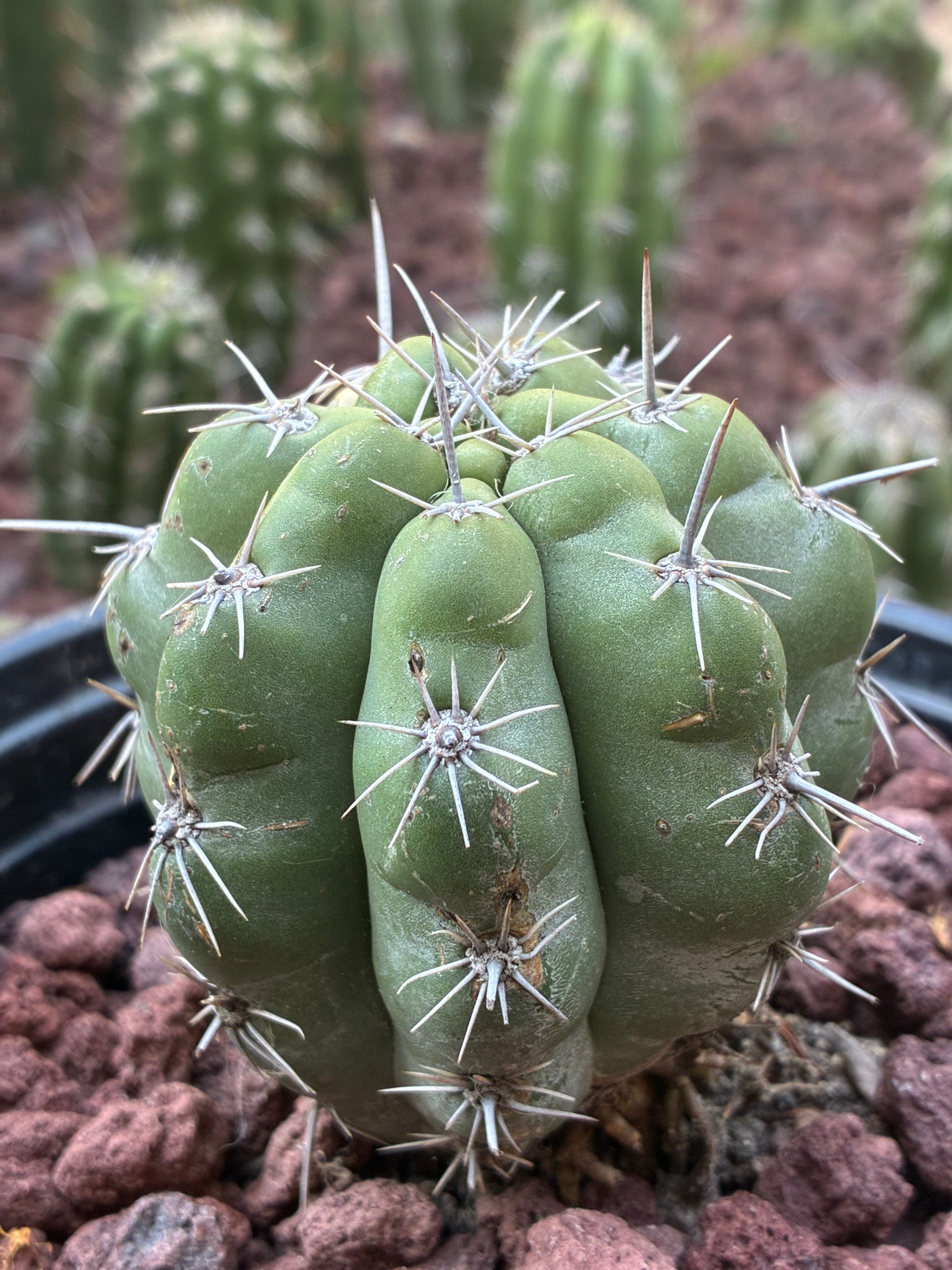 Stenocereus Stellatus (Pink)
